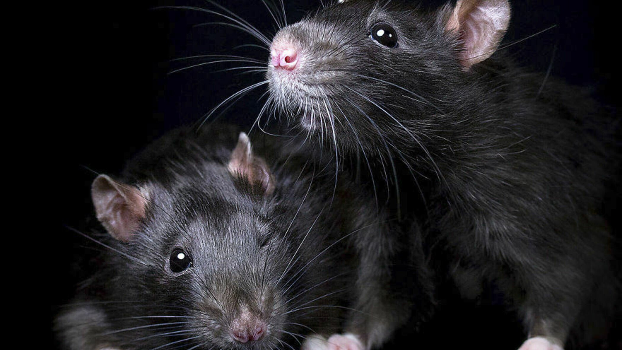 Сонник черных крысы. Черные домашние крыски. Декоративная крыса черная. Крыса чёрная домашняя. Ареал черной крысы.