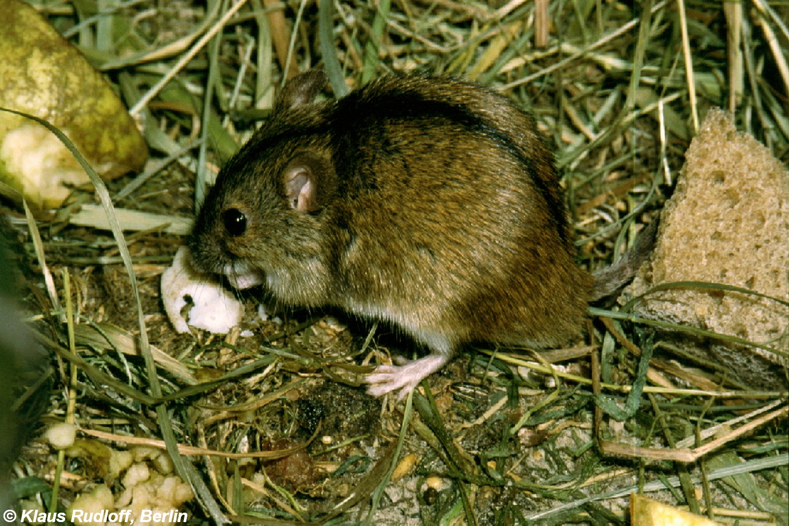 Средняя мышь. Полевая мышь Apodemus agrarius. Мышь Лесная полевка. Полевая мышь Apodemus agrarius Pallas.. Луговая мышь полевка.