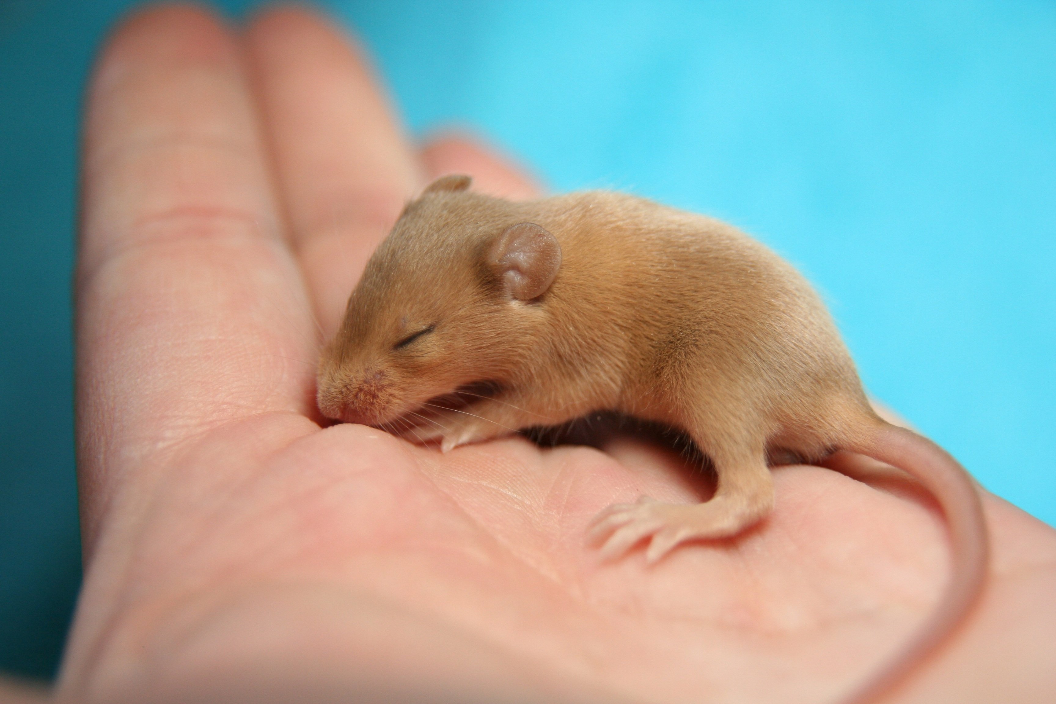 Маленькие живые мышки. Мышь. Маленький мышонок. Маленькие мыши. Мышь животное.