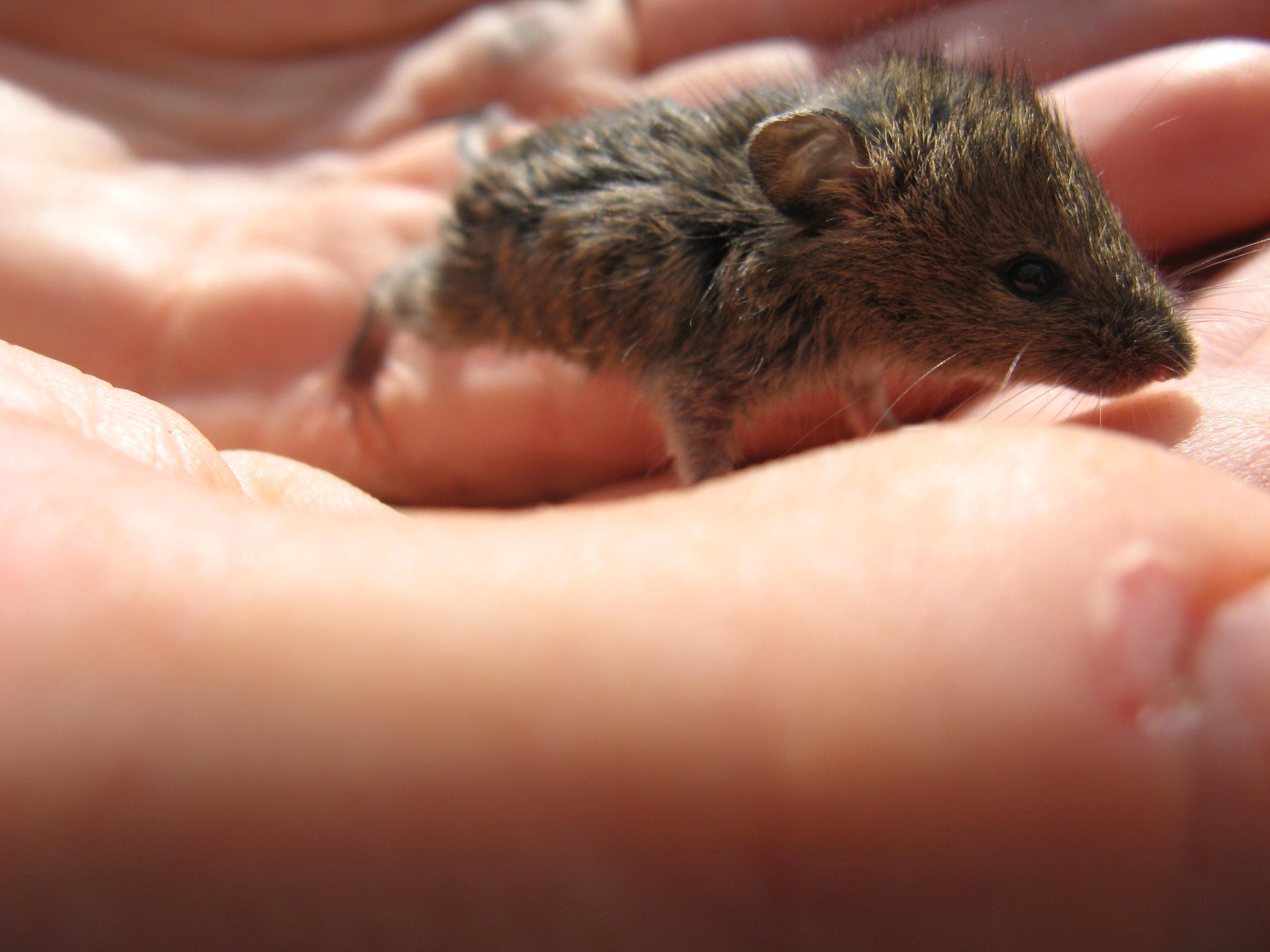 Новорожденные детеныши мыши. Детеныш полевки. Новорожденные мыши полевки. Маленькие мыши полёвки Новорожденные. Мышь полевка выводок.