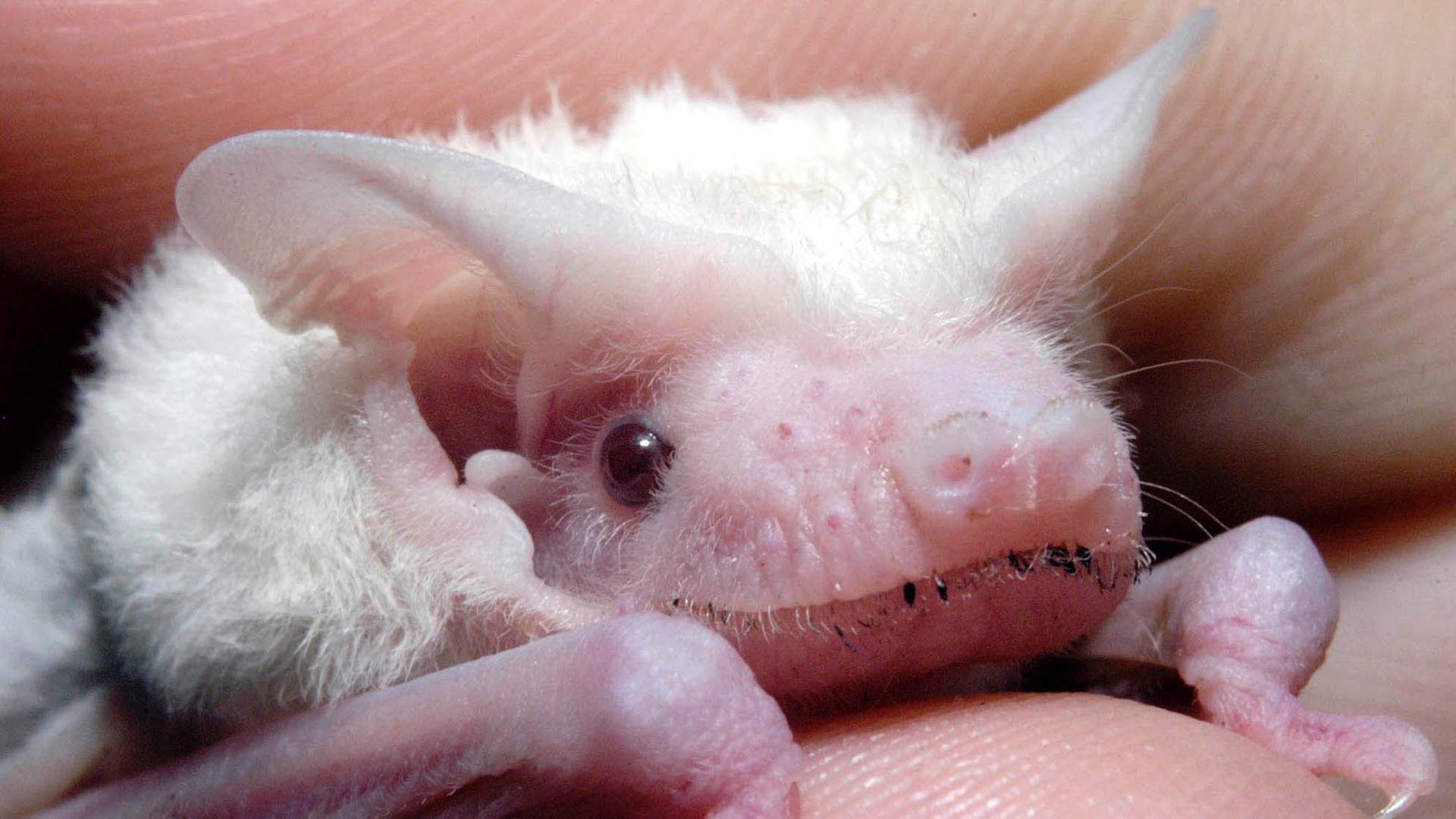 Новорожденные детеныши мыши. Белый листонос альбинос. Листонос летучая мышь. Листонос Пратта. Белый листонос летучая мышь.