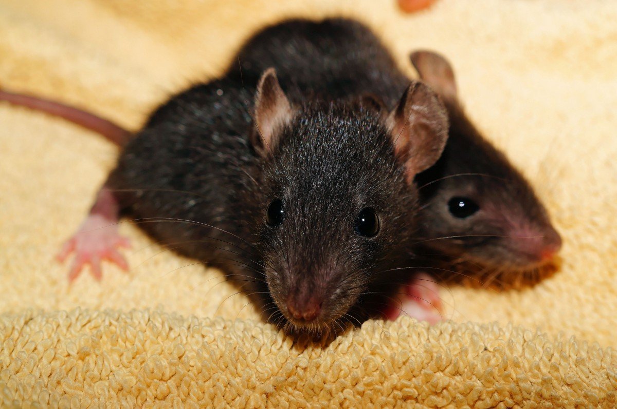 Черная мышь - 95 фото