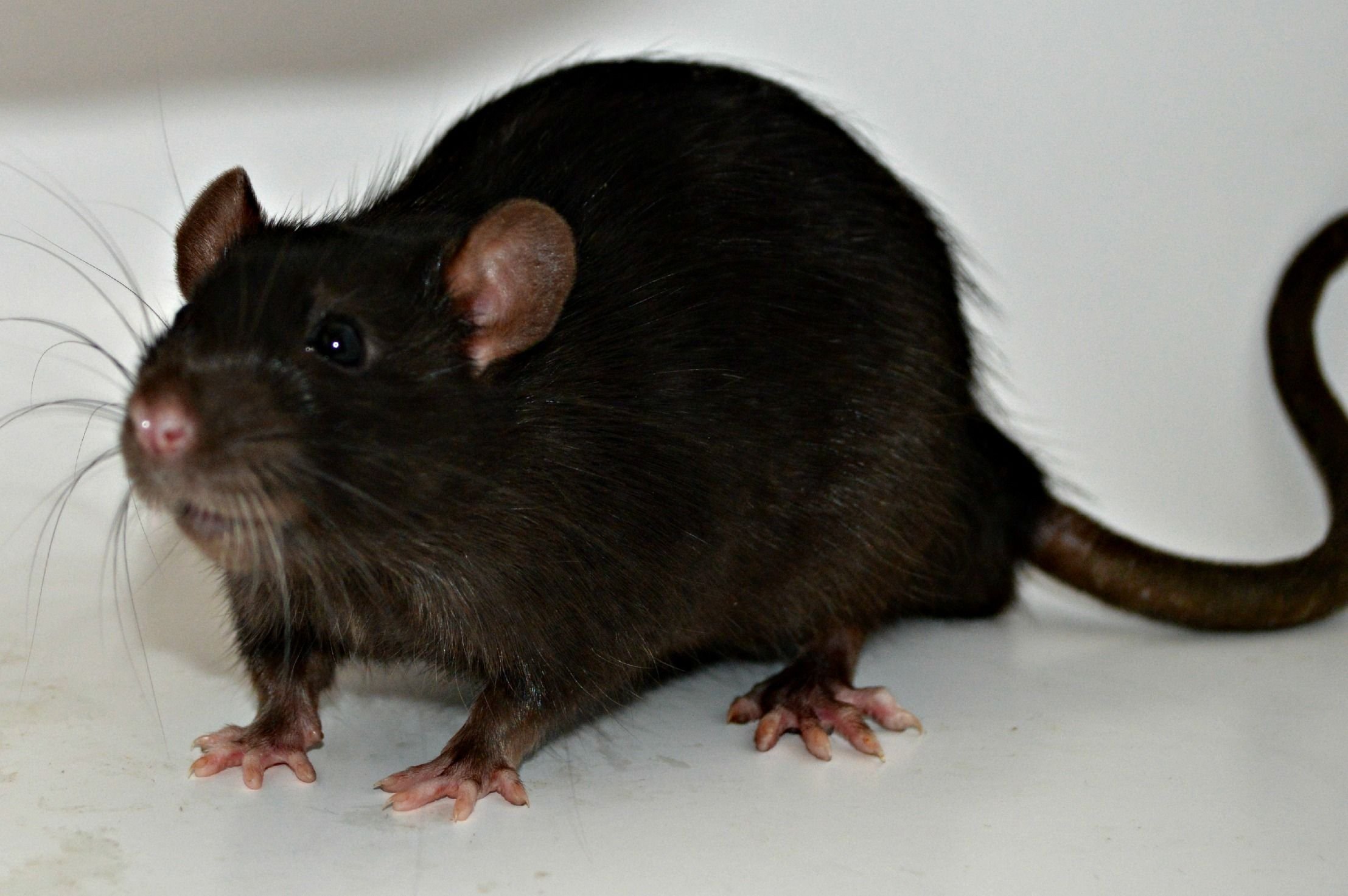 Черная крыса название. Rattus Rattus чёрная крыса. Крыса чёрная домашняя. Капюшонная крыса. Крыса Пасюк черная.