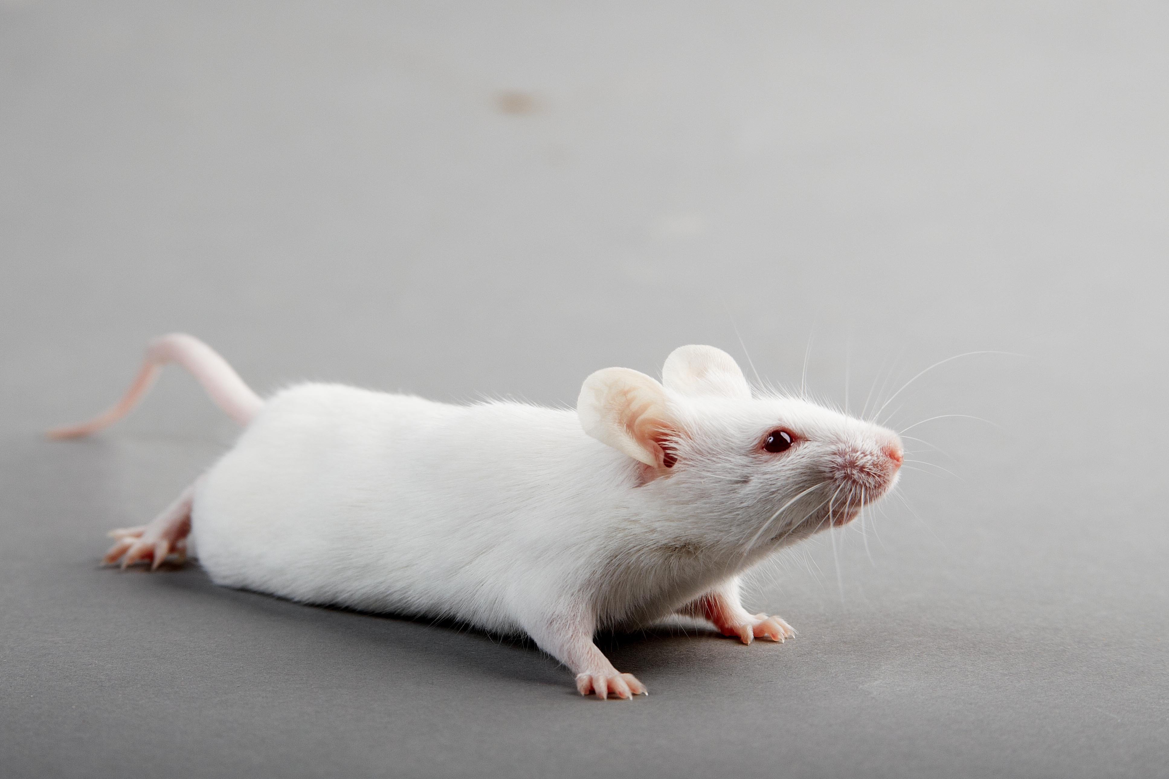 Мышь рост. Лабораторная крыса альбинос. Белая мышь. Белые лабораторные мыши. Мышь альбинос.