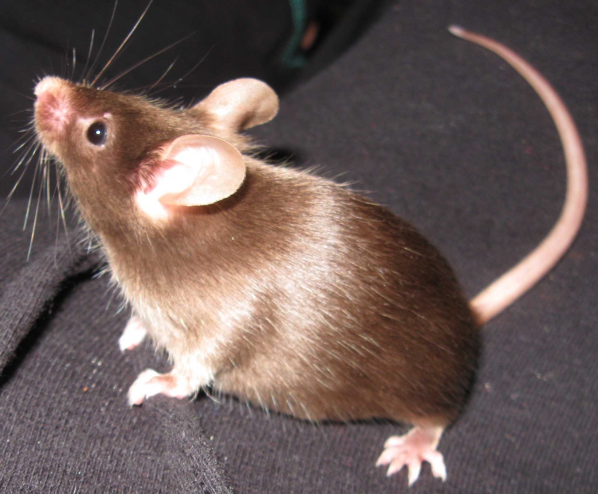 У мышей коричневая окраска шерсти