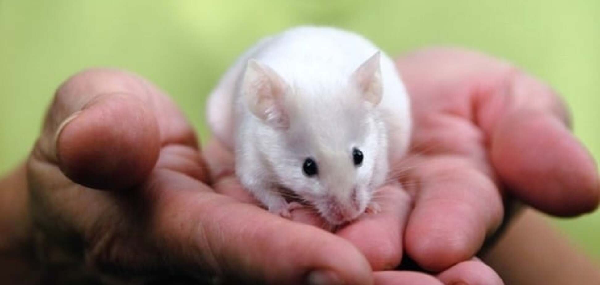 Маленькие живые мышки. Декоративные мыши. Сатиновая мышь. Японская карликовая мышь. Японская карликовая мышь белая.