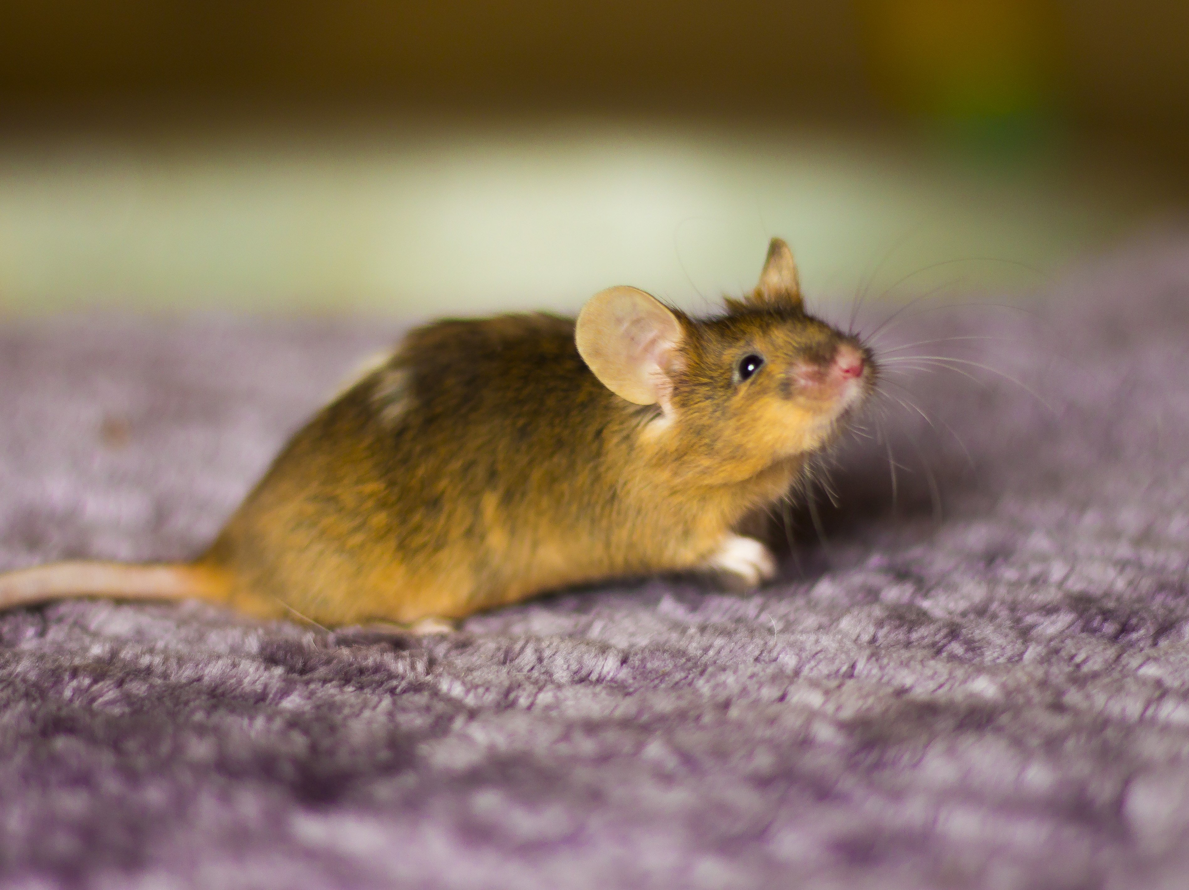 Мыши какие болезни. Кудрявая сатиновая мышь. Мышь полевка серая. Карликовая мышь. Мышь домашняя декоративная.
