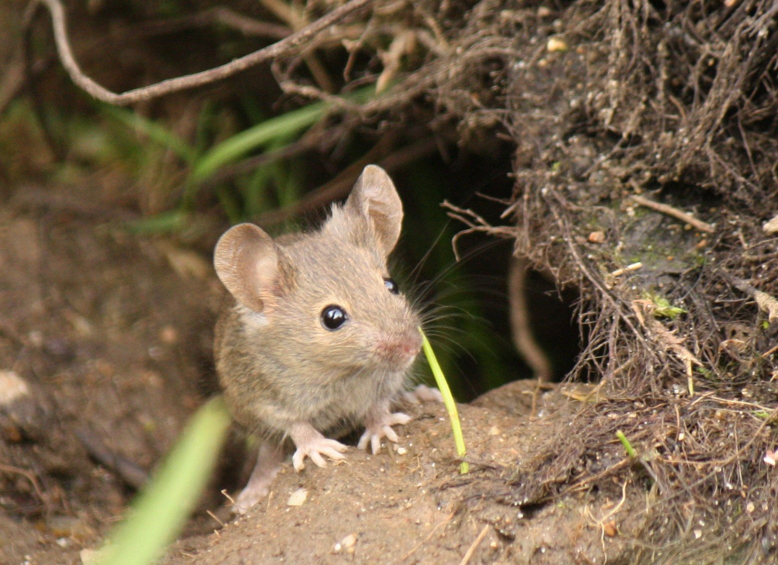 Сад мыши. Мышь полевка серая. Ушастая Полевая мышь. Домовая мышь. Мышь домовая (mus musculus l..