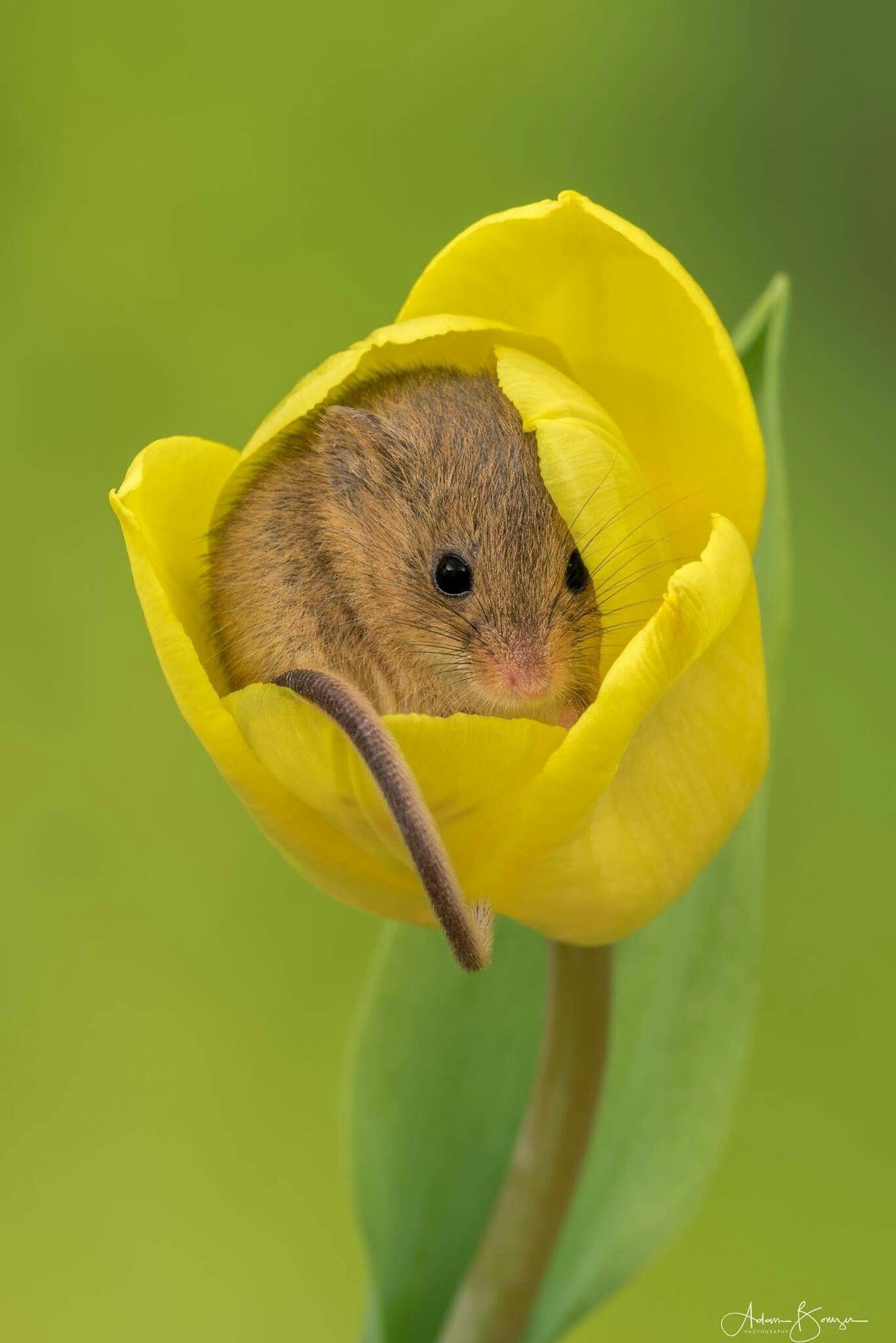 Маленькие живые мышки. Мышь полевка маленькая. Полевка хомяк. Полевка желтая обыкновенная. Полевка мышонок маленький.