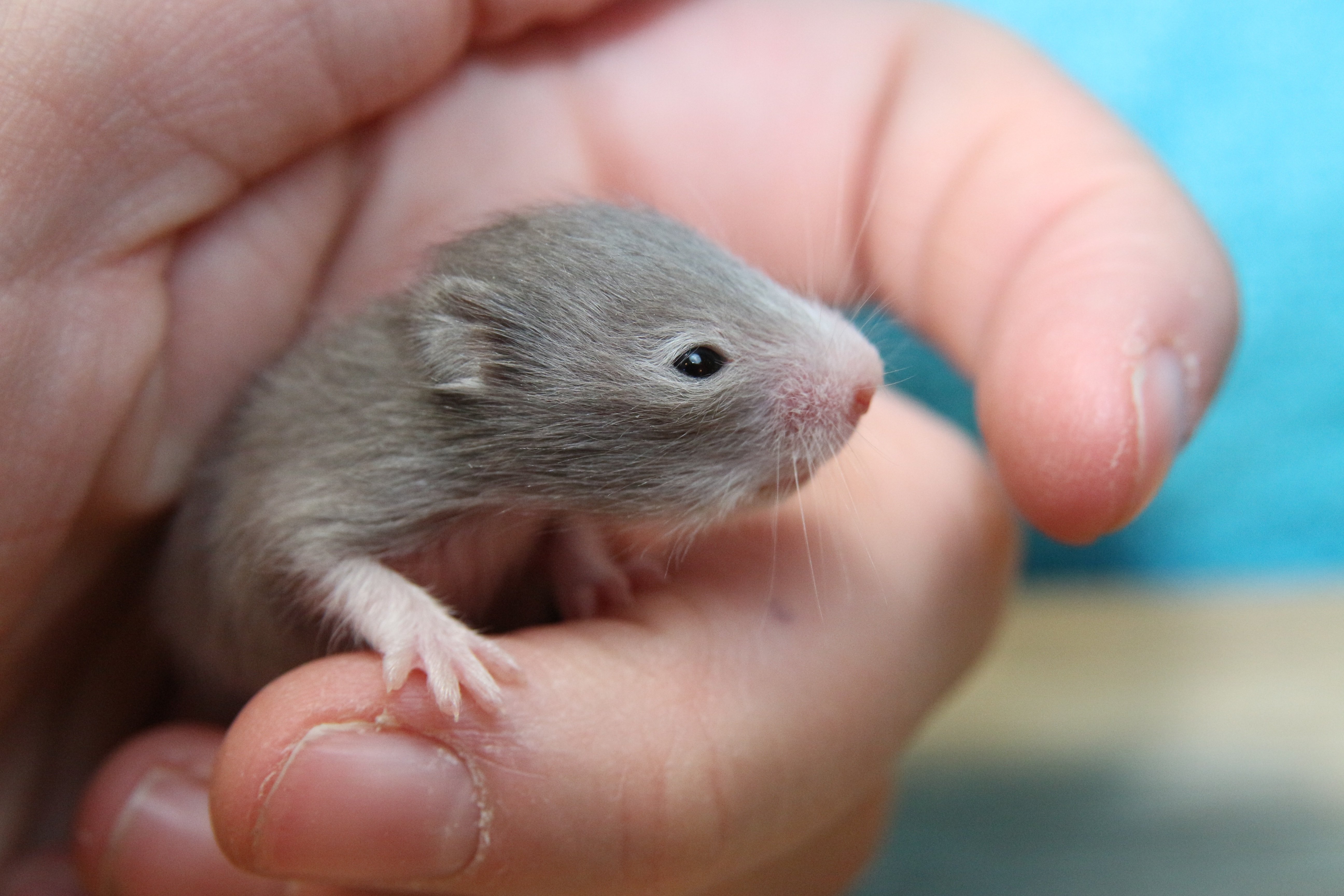 Новорожденные детеныши мыши. Джунгарский хомячок. Джунгарский хомячок хомяки. Детеныш мыши.