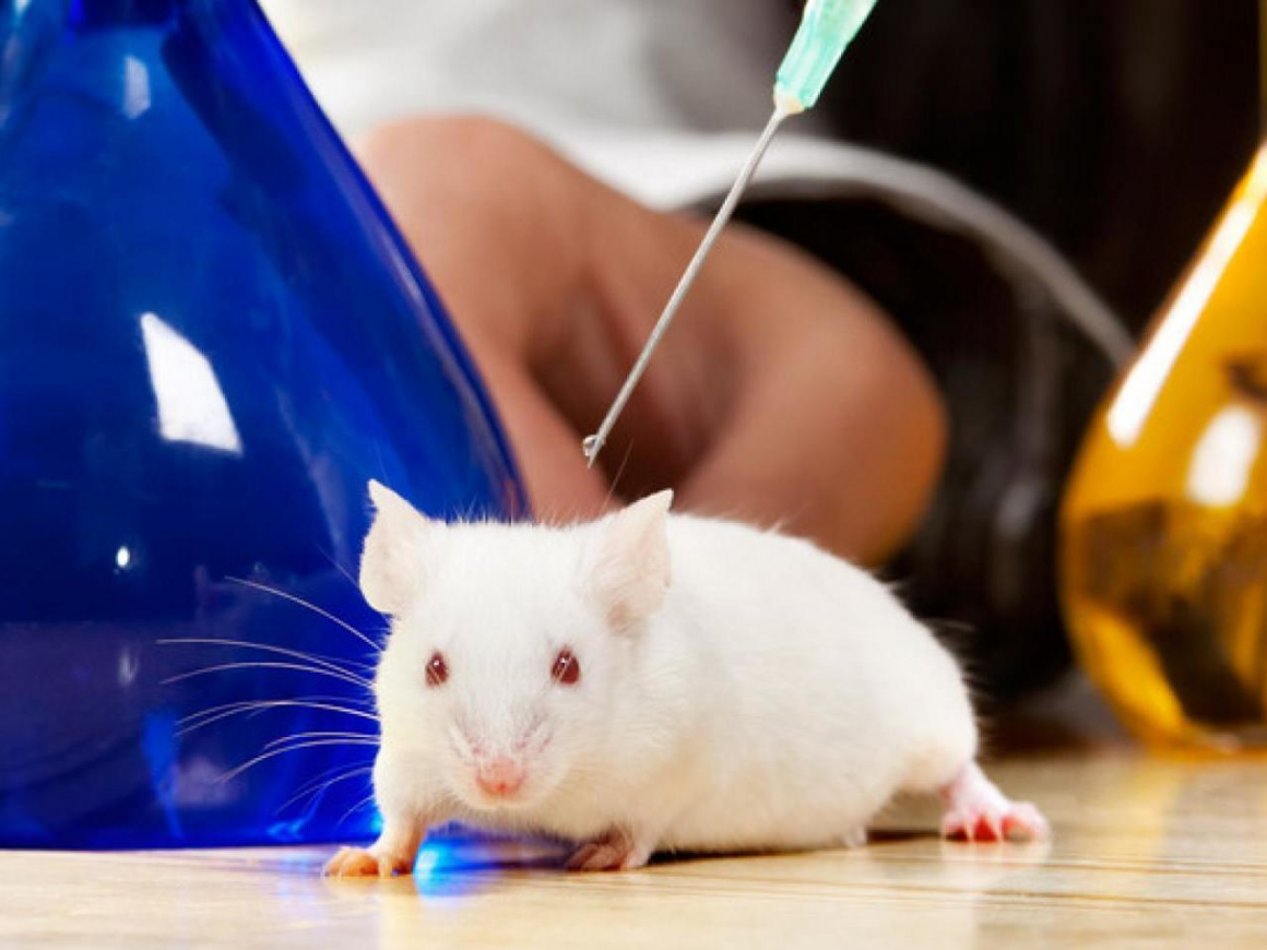 Экспериментальная мышь. Лабораторные мыши. Лабораторные животные. Эксперимент с мышами. Опыты на мышах.