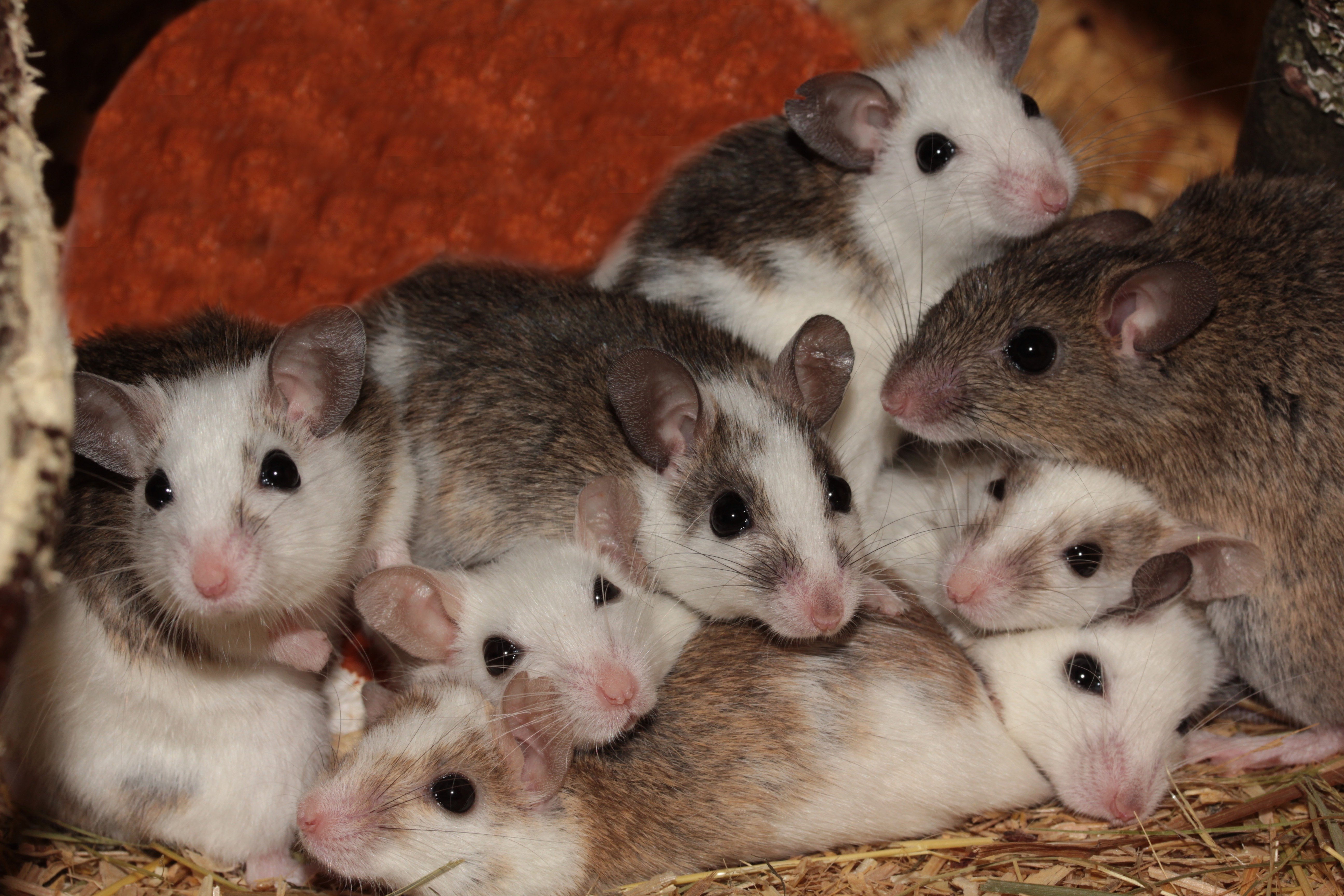 К чему снится много мышей серых маленьких. Мастомисы. Mastomys natalensis. Мыши мастомисы. Крысы мастомисы.
