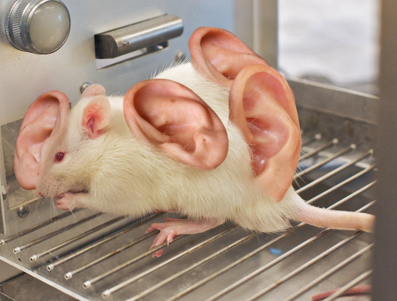 Крысы в идеальных условиях. Крыса Лонг Эванс. Лабораторные мыши. Лабораторная крыса.