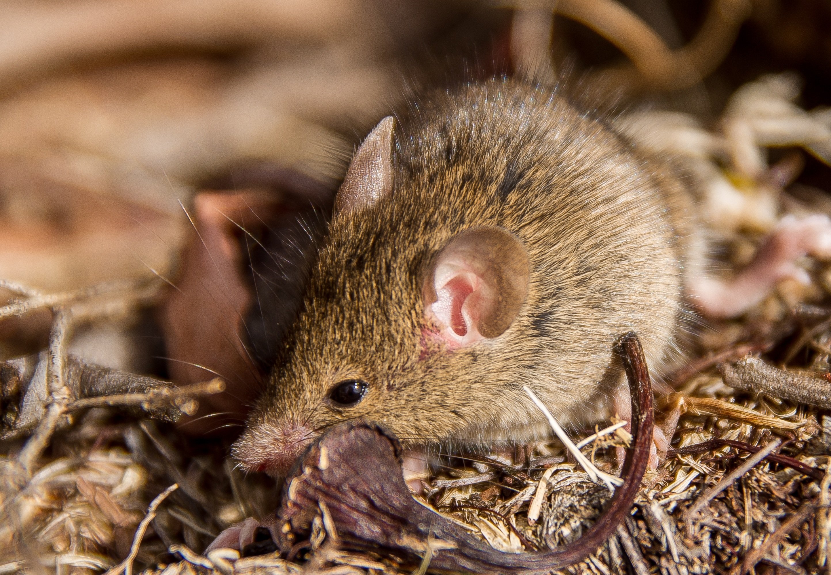 Вопль мыши. Бурая сумчатая мышь. Гребнехвостая сумчатая мышь. Австралийская сумчатая мышь. Жирнохвостая сумчатая мышь.