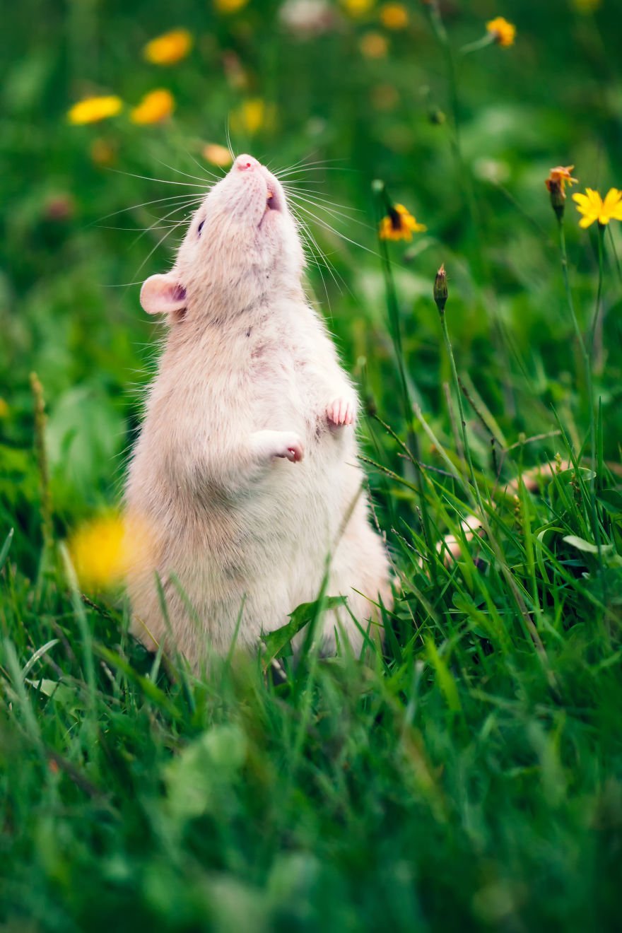 Милая мышь. Милые крысы. Красивая крыска. Милые мышки. Счастливая мышь.