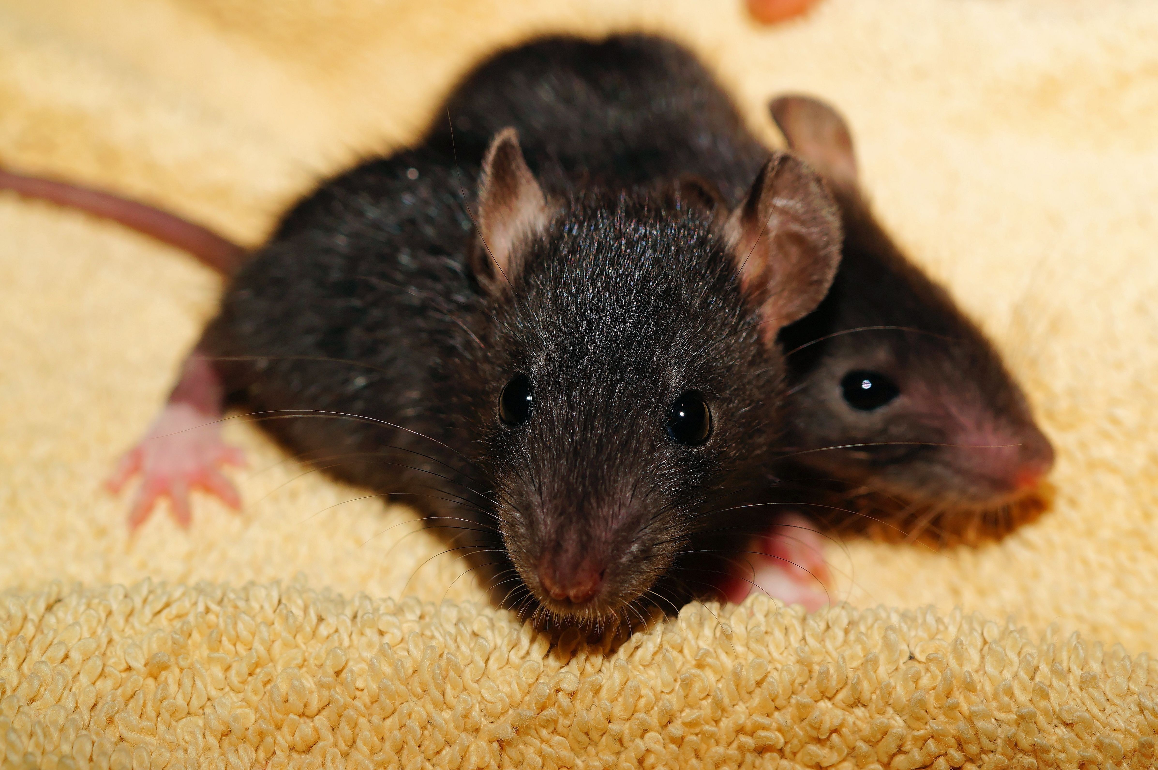 Средняя мышь. Капюшоновая крыса. Крыса Дамбо капюшоновая. Rattus Rattus чёрная крыса. Крыса Песчанка.