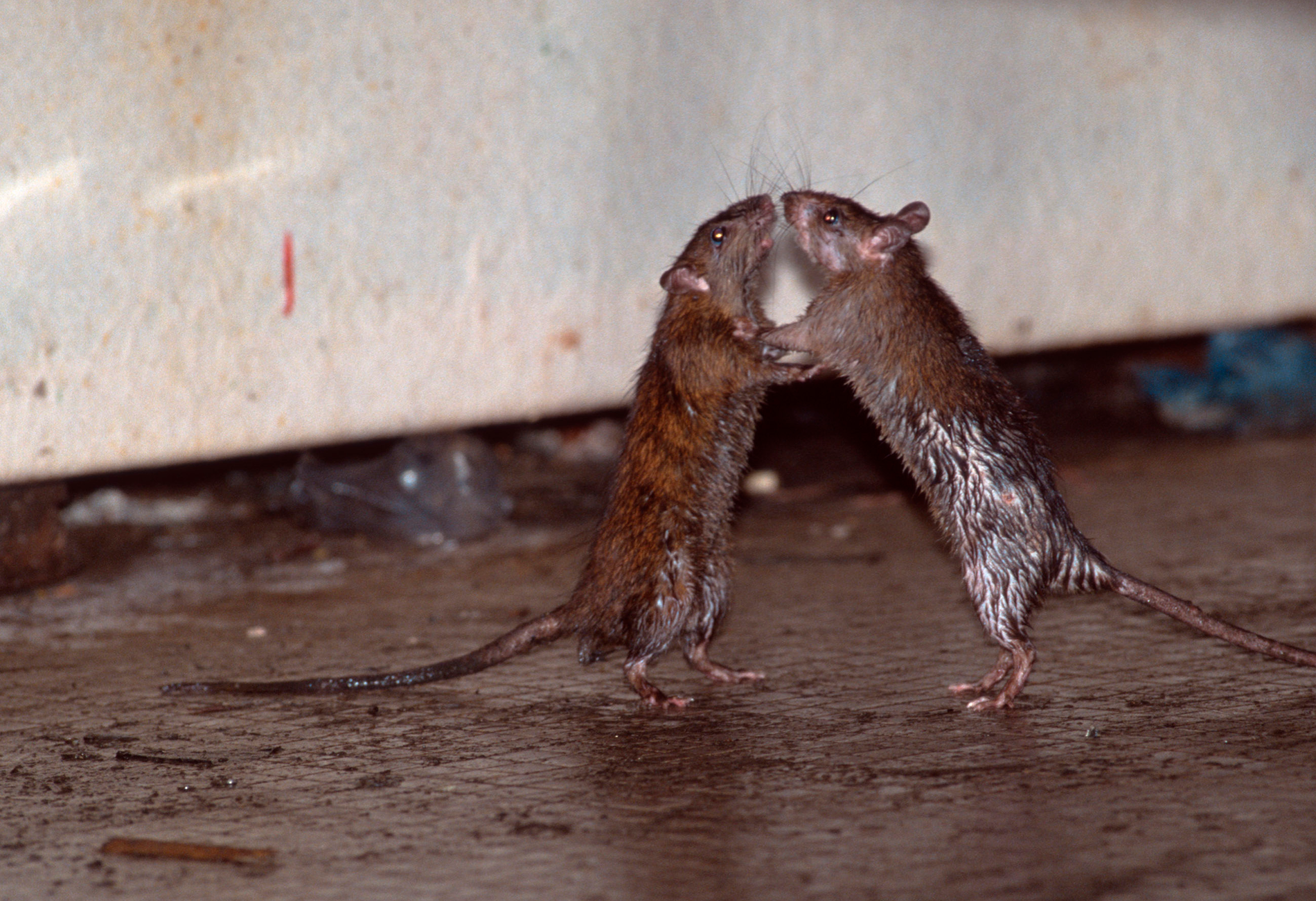 Крысы в москве