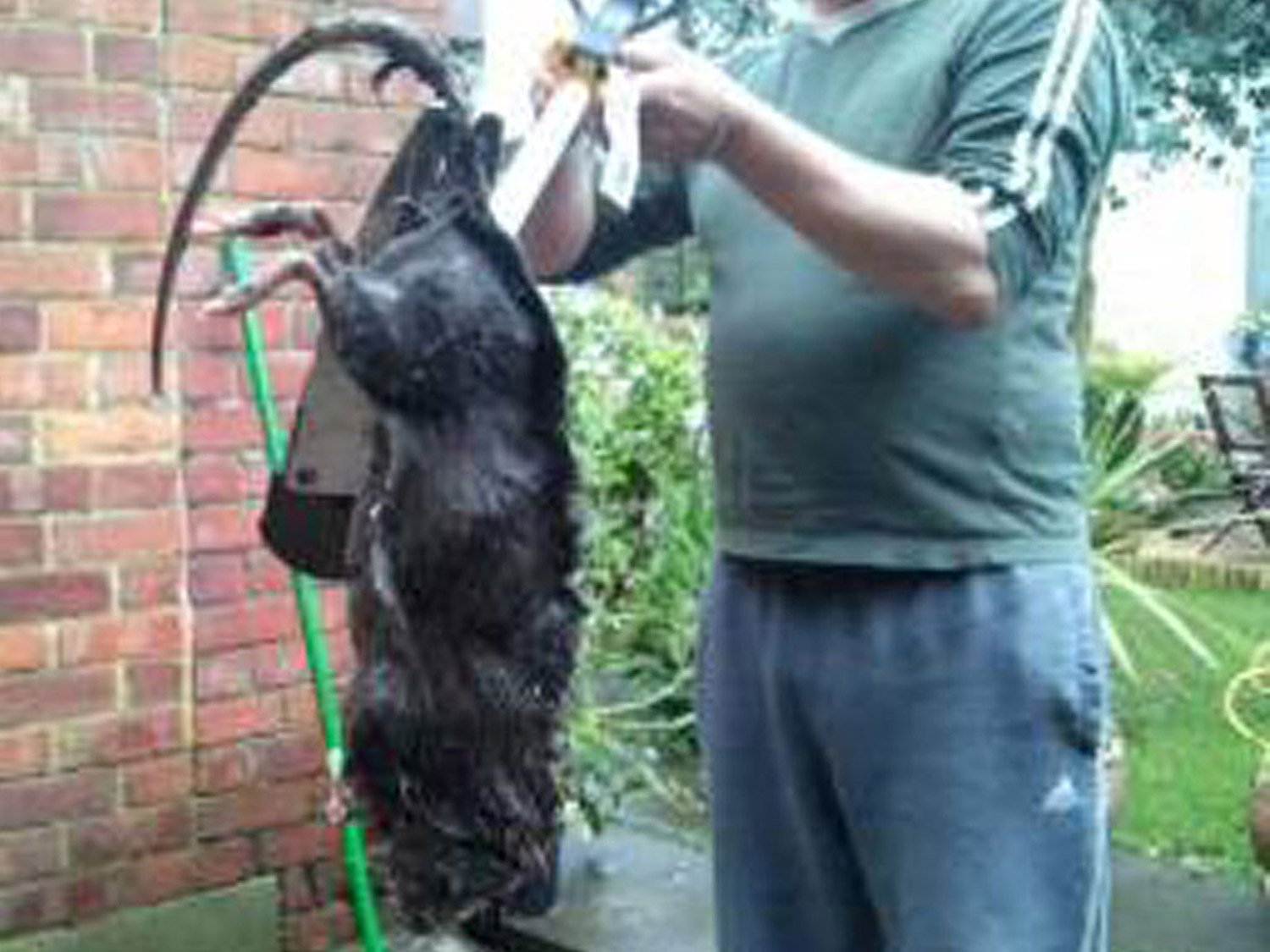 Большие крысы купить. Серая большая крыса Пасюк. Самая гигантская крыса в мире. Шерстистая Босави.