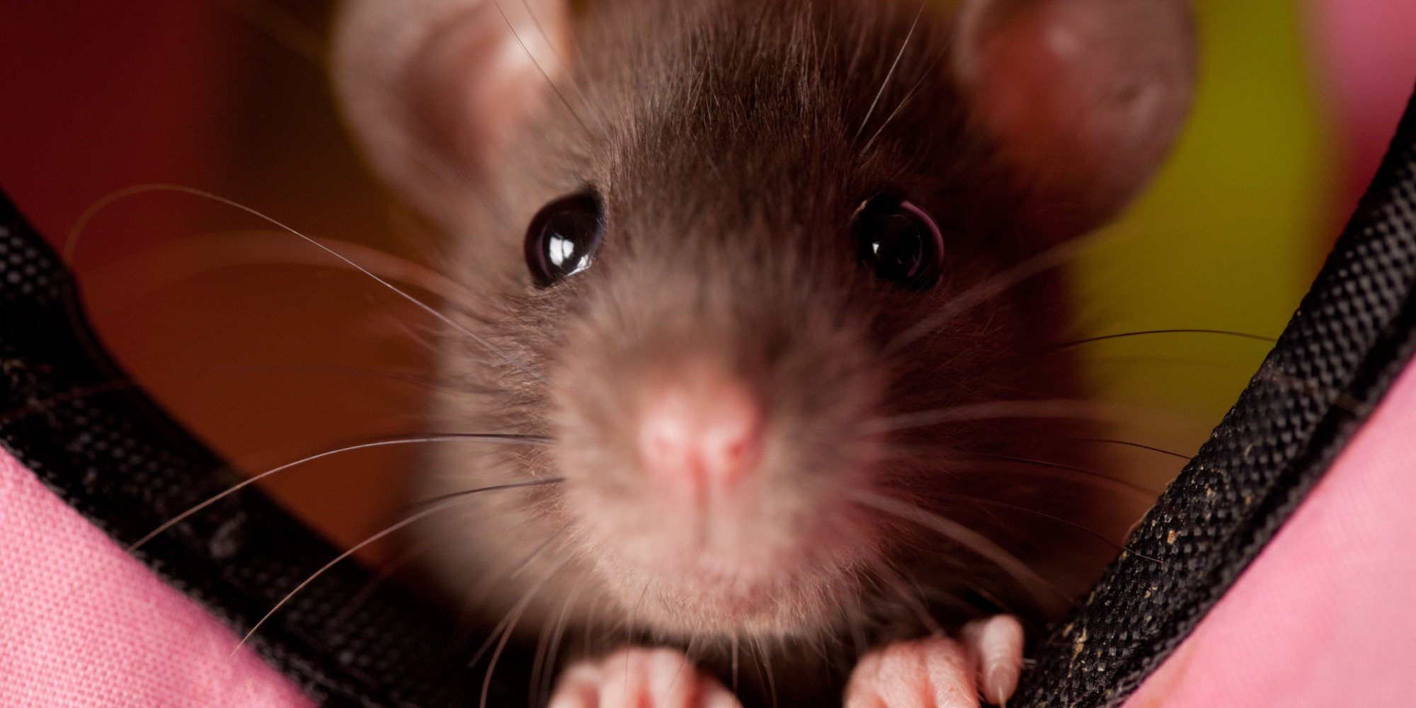 Чисто мышь. Мышка. Мышь обычная. Мышь Живая. Мышиный глаз.