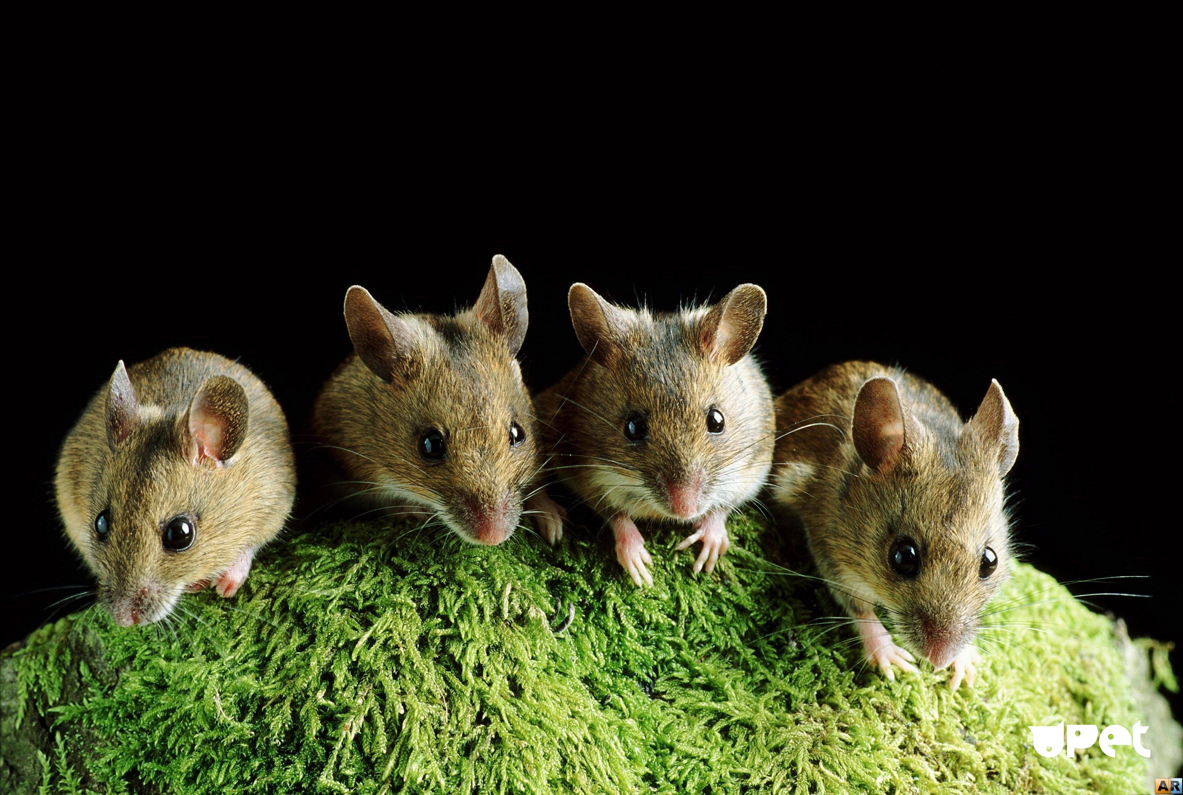 Маленькие живые мышки. Мышь. Мышка Живая. Мышь картинка. Семейство мышей.