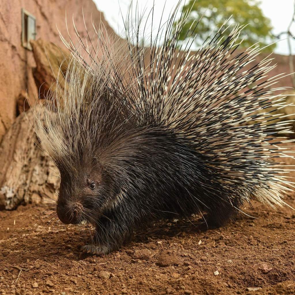 A porcupine is said to Ƅe the cause of all the pain