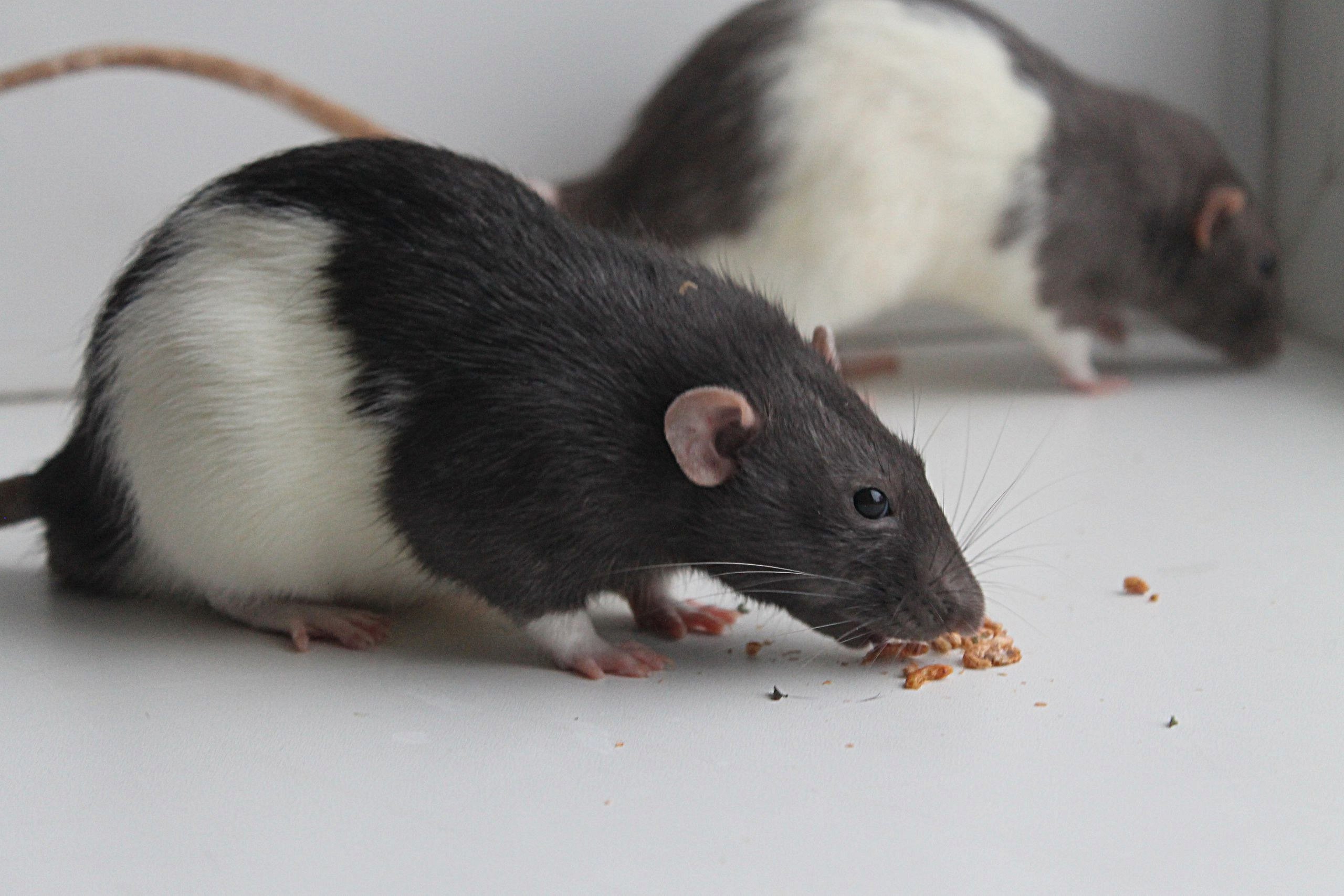 Чисто мышь. Крыса Дамбо бело черная. Rattus Rattus чёрная крыса. Декоративная крыса агути. Окрасы крыс Дамбо.