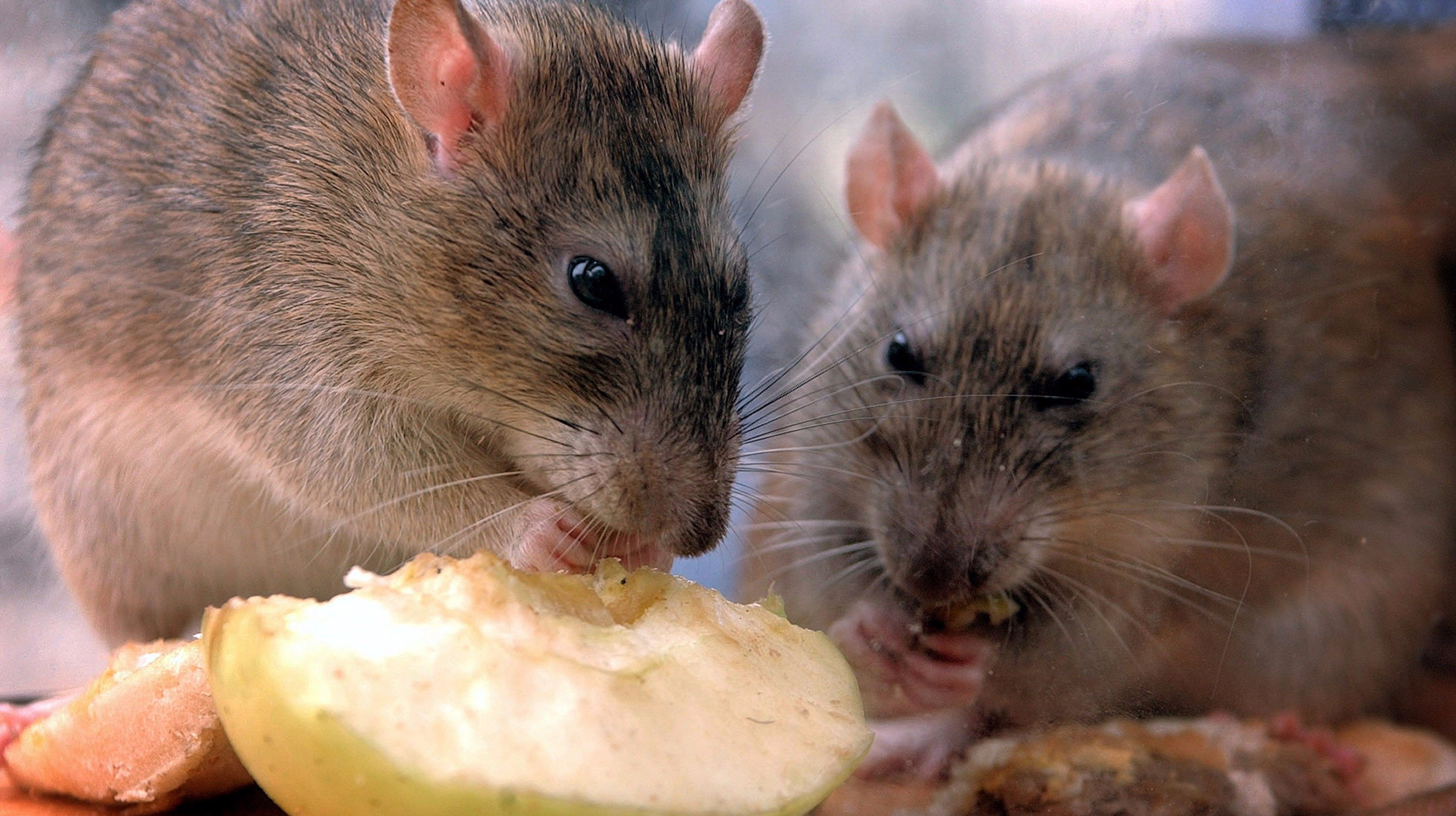 Едят ли мышей
