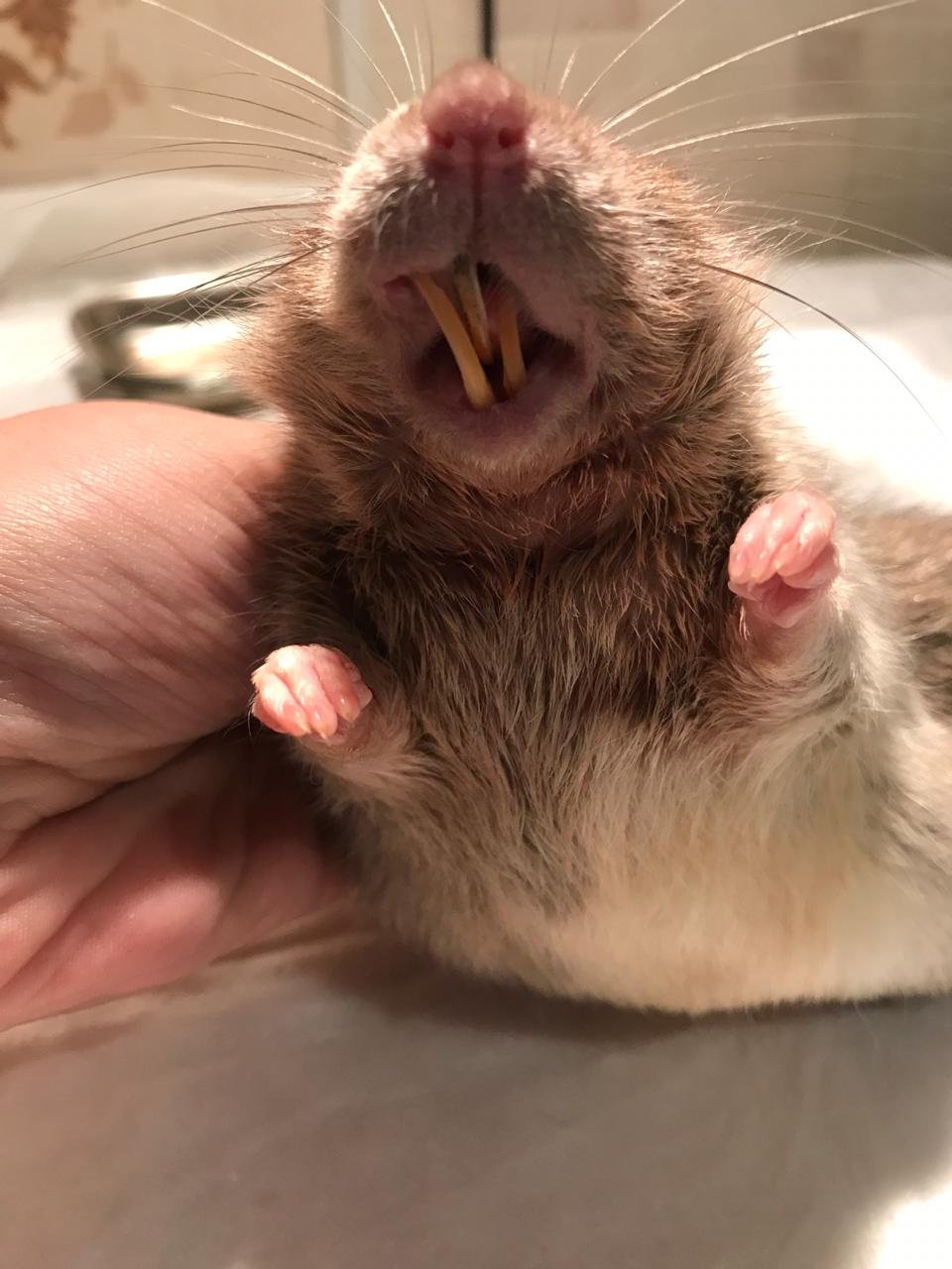 Какие зубы у грызунов