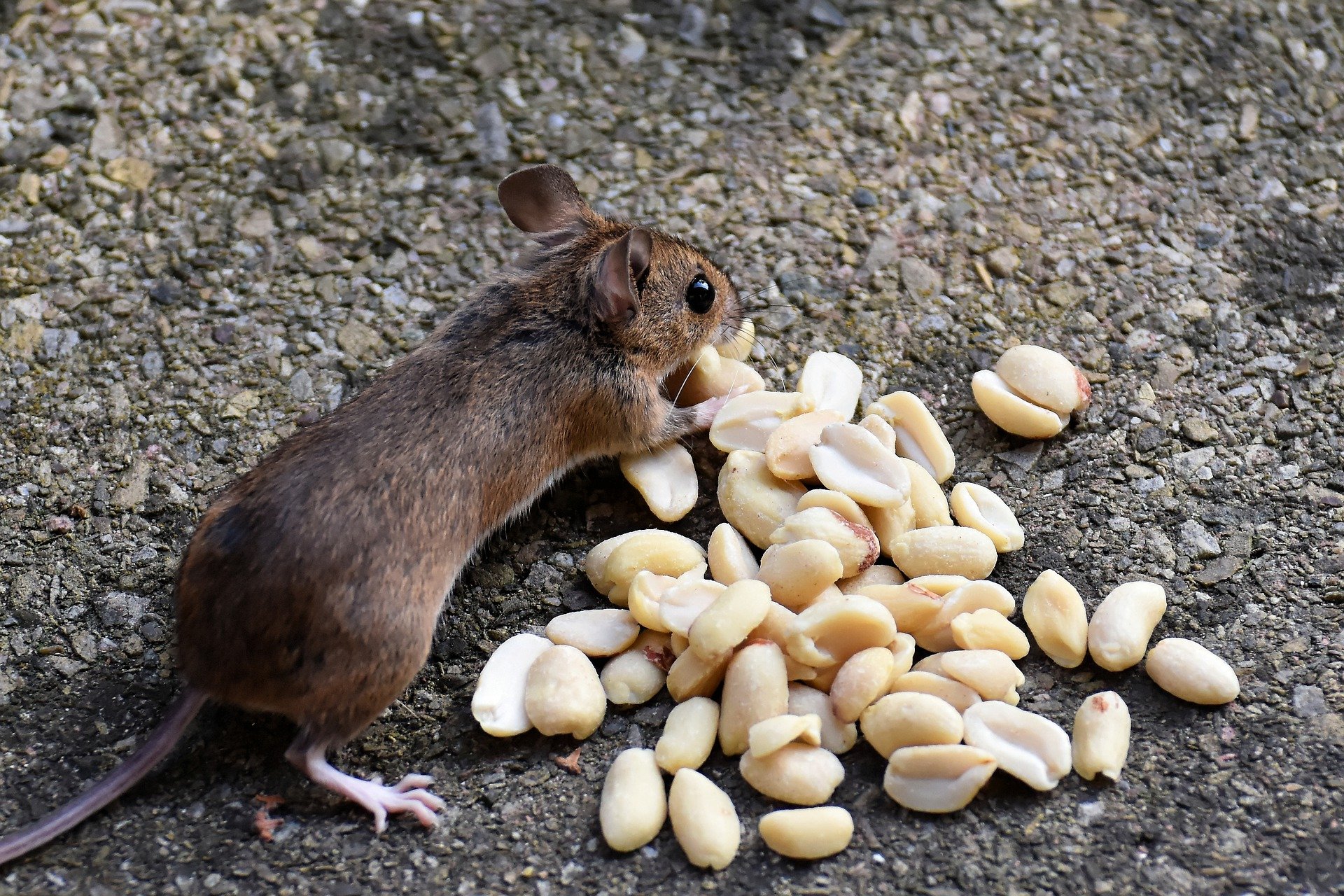 Семя мыши. Мышь. Мышь с орехом. Мышиный орех. Деревянная мышь.