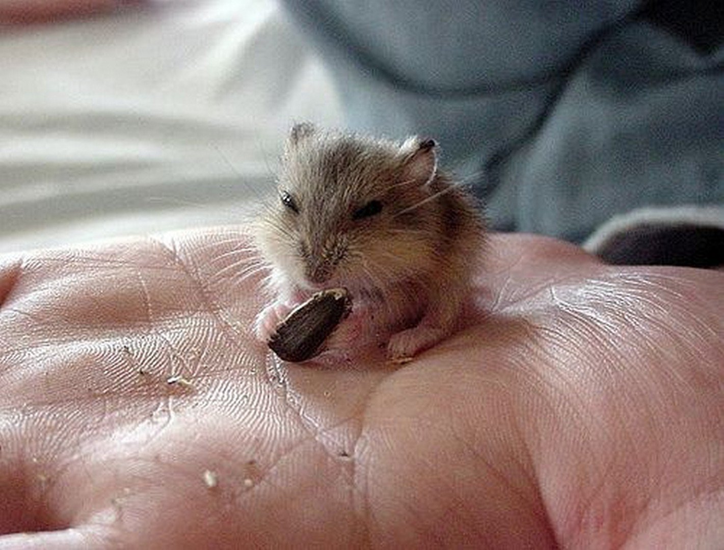 Маленькие живые мышки. Милые маленькие животные. Маленькие хомячки. Маленькая мышь. Маленький мышонок.