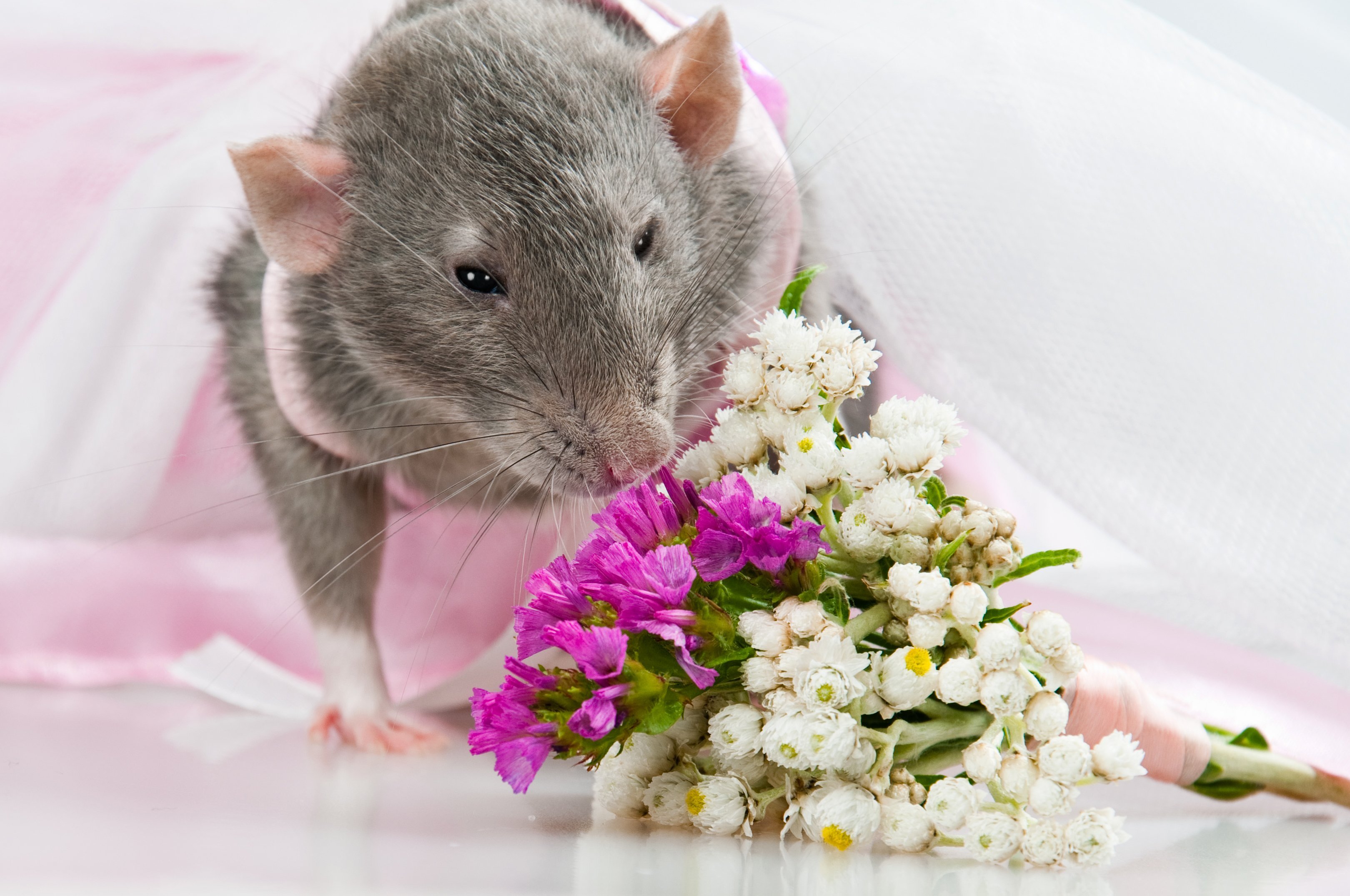 Милая мышь. Красивые фото крыс. Красивая мышка. Самая красивая крыса. Милые крысы.