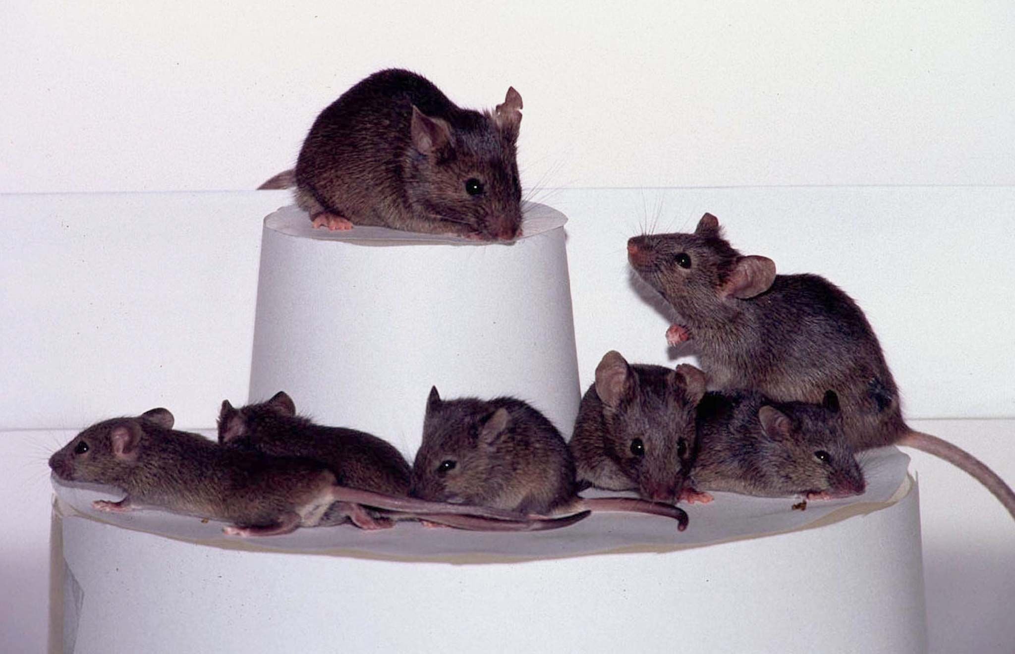 Шесть мышей. Семейство крысиных Пасюк. Много мышей. Клонирование мышей.