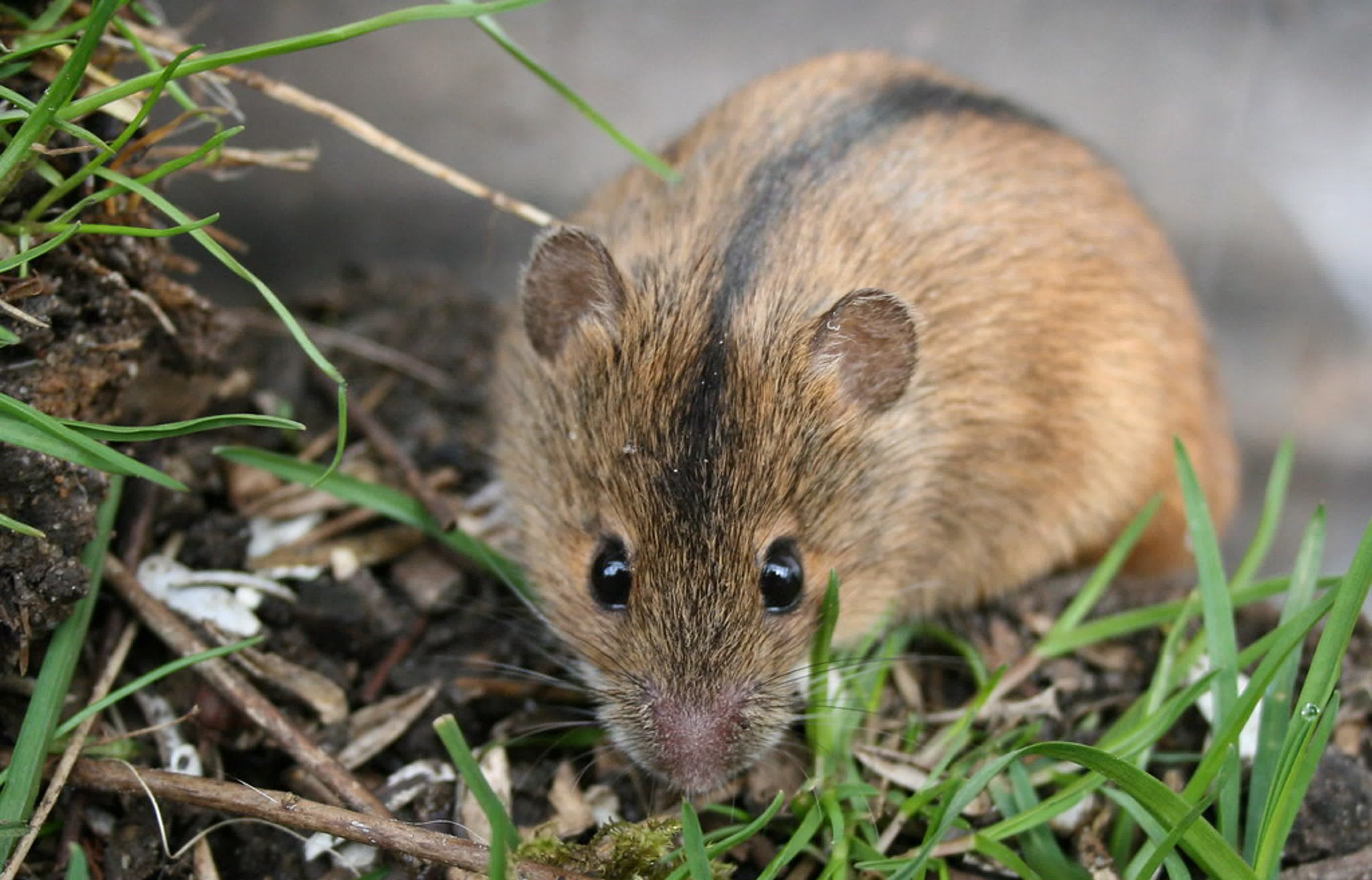 Средняя мышь. Степная мышовка. Мышовка Степная – Sicista subtilis. Полевая мышь Apodemus agrarius. Мышь Лесная полевка.