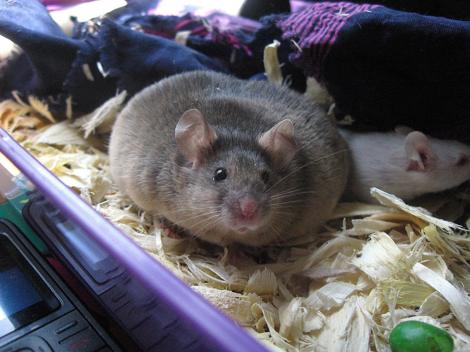 Жир мыши. Крыса Дамбо толстая. Толстая мышь. Пузатая мышь.