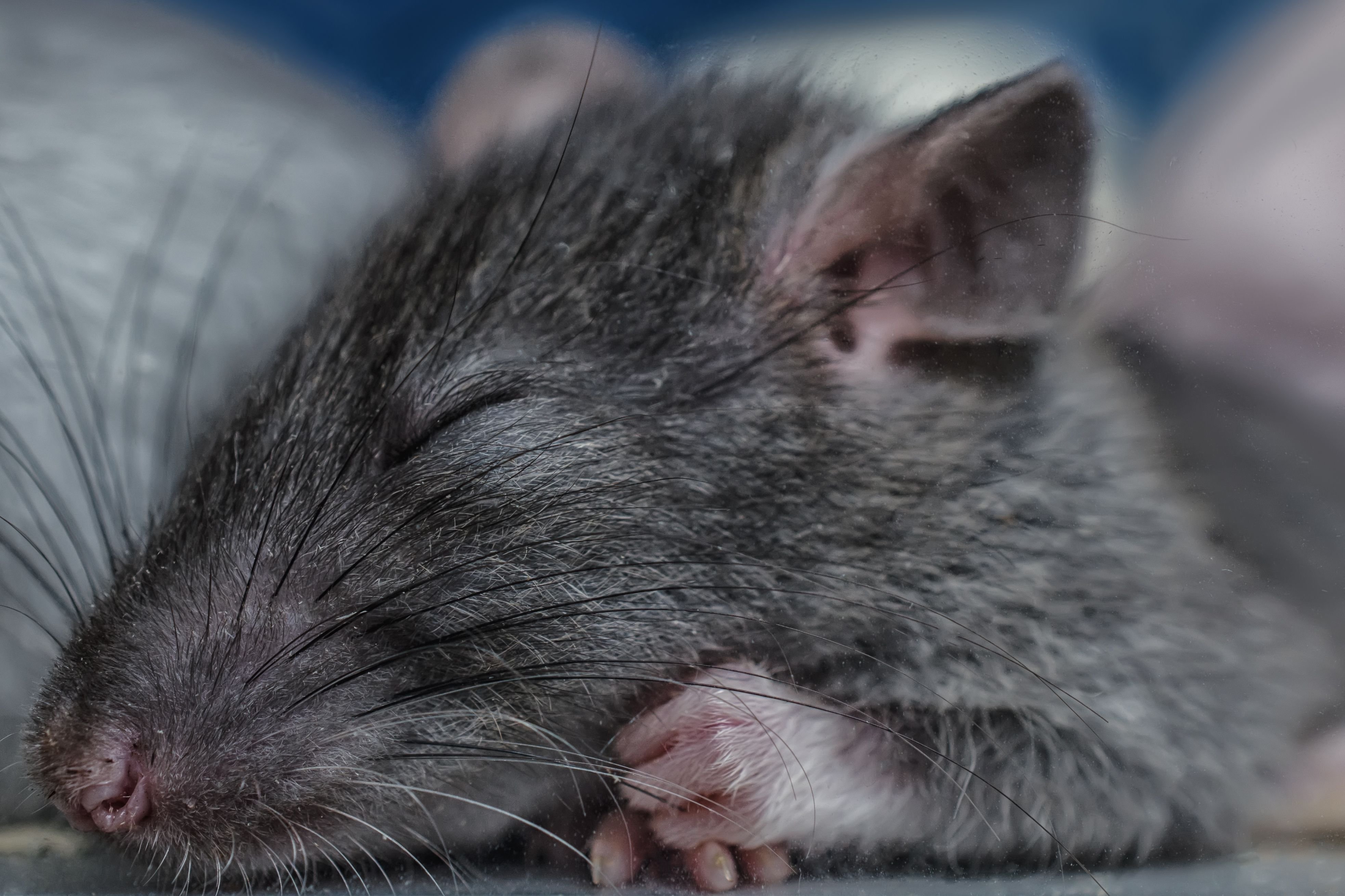 Почему крысы спят. Крыса. Серая крыса.