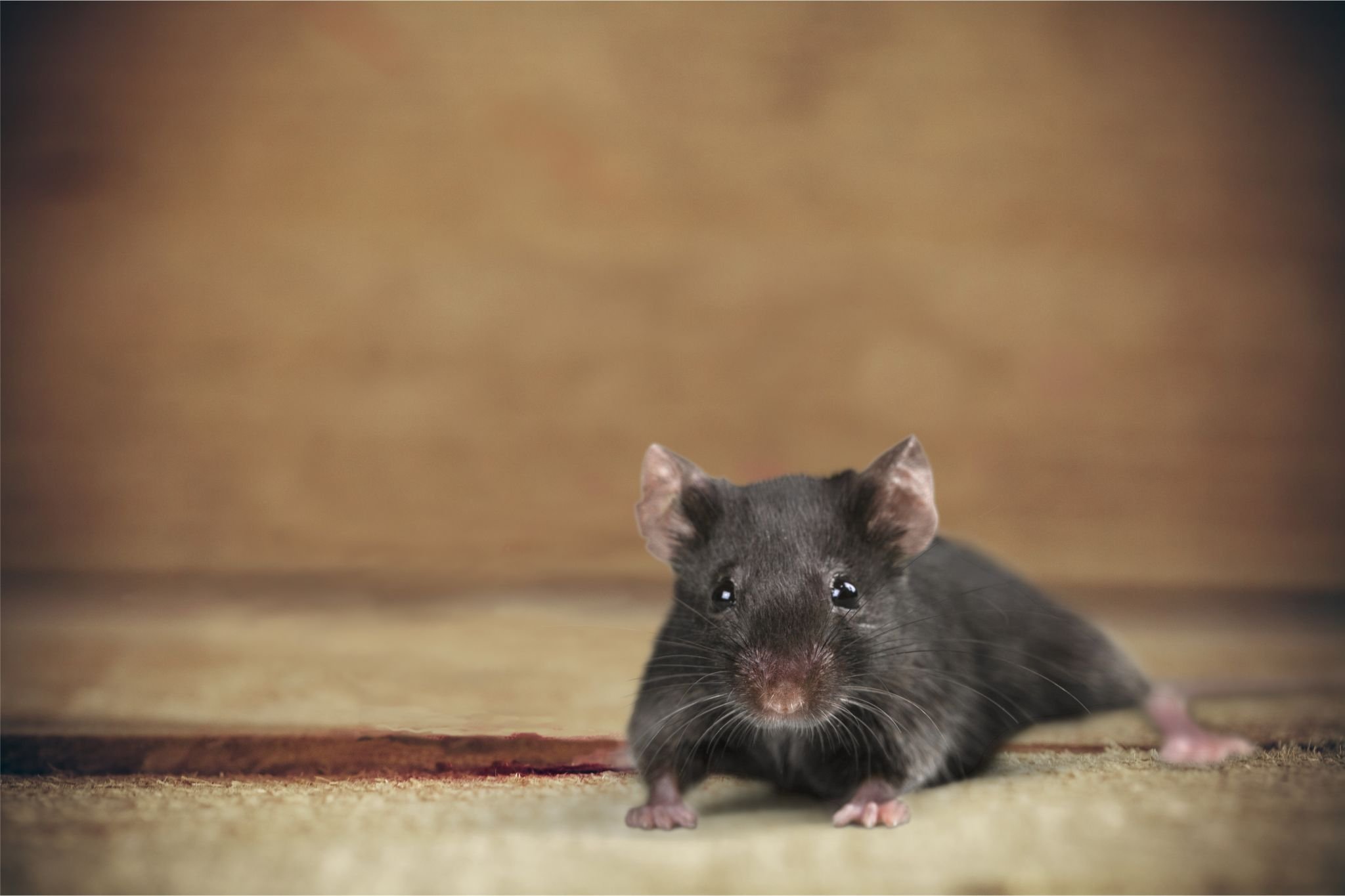 Серая мышь читать полностью. Крыса Дамбо капюшоновая. Серая крыса черная крыса домовая мышь. Крыса Дамбо фото. Черная мышь.