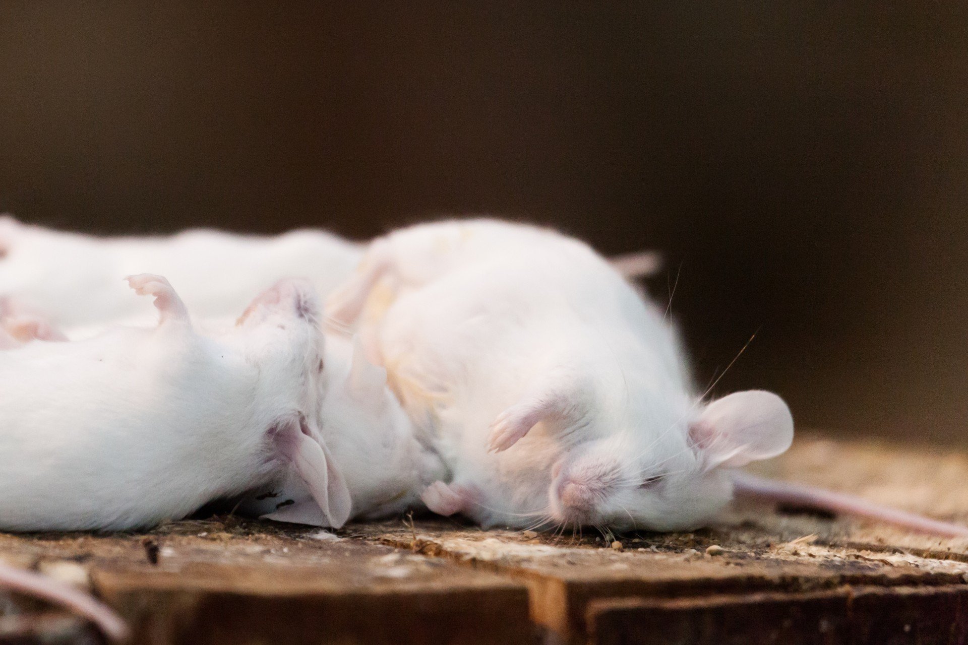 К чему снится белая мышь во сне