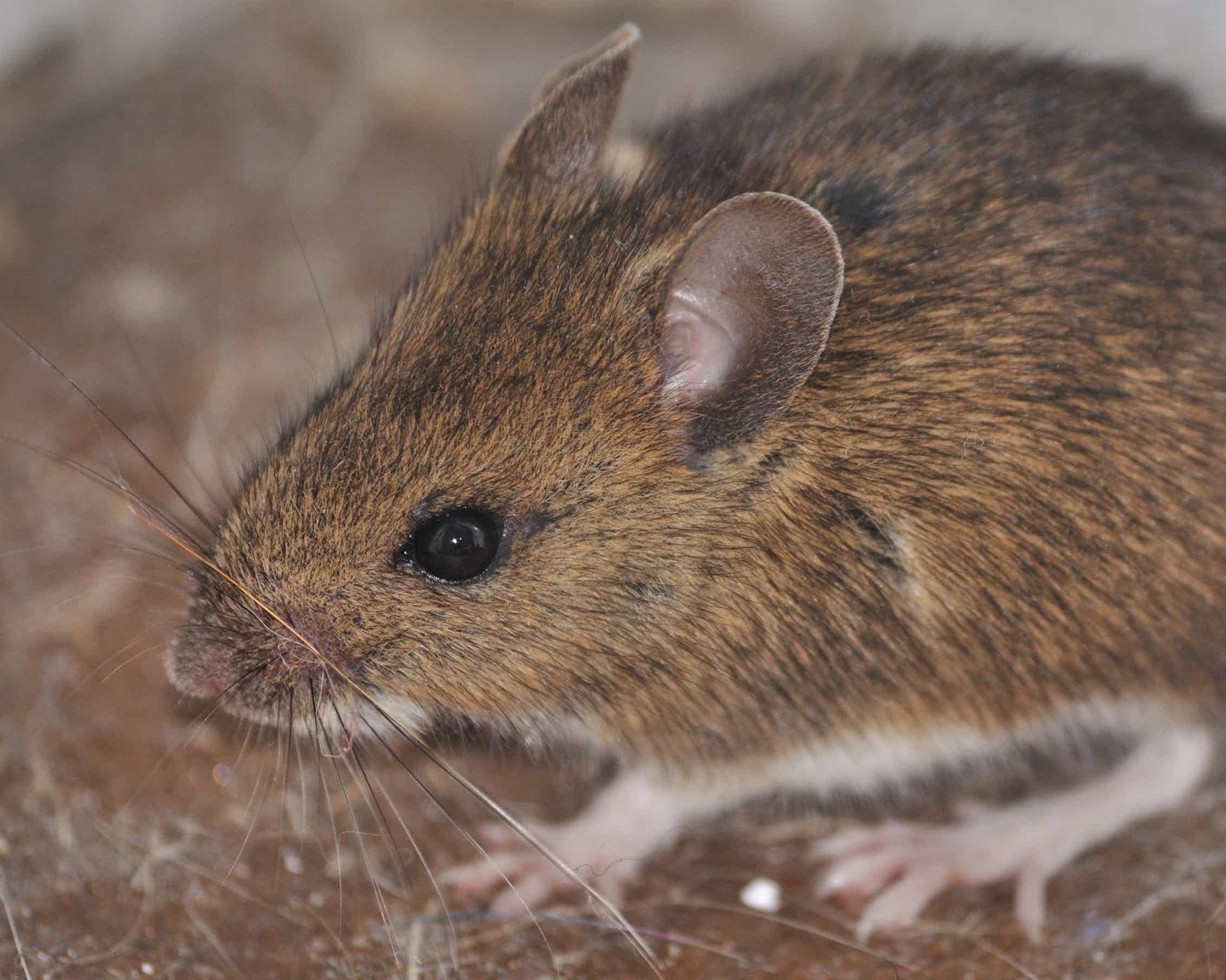 Мыши являются. Восточноазиатская мышь Apodemus peninsulae Thomas, 1907. Желтогорлая мышь. Мышь полевка с коротким хвостом. Австралийская Болотная крыса.