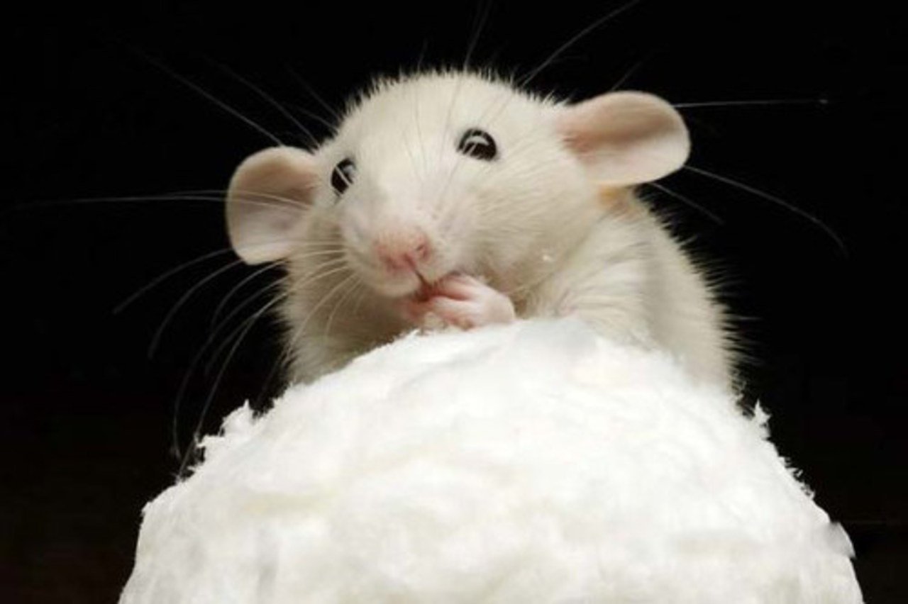 Чисто мышь. Белая мышь. Белая крыса. Красивые крысы. Мышь животное.