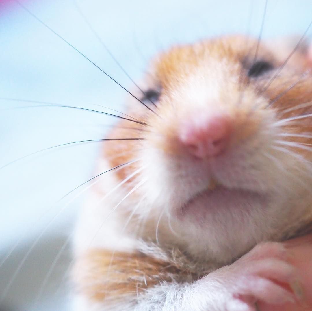 Sad hamster violin hamster. Хомяк. Смешные морды хомяков. Мордочка хомячка. Хомяк ржет.