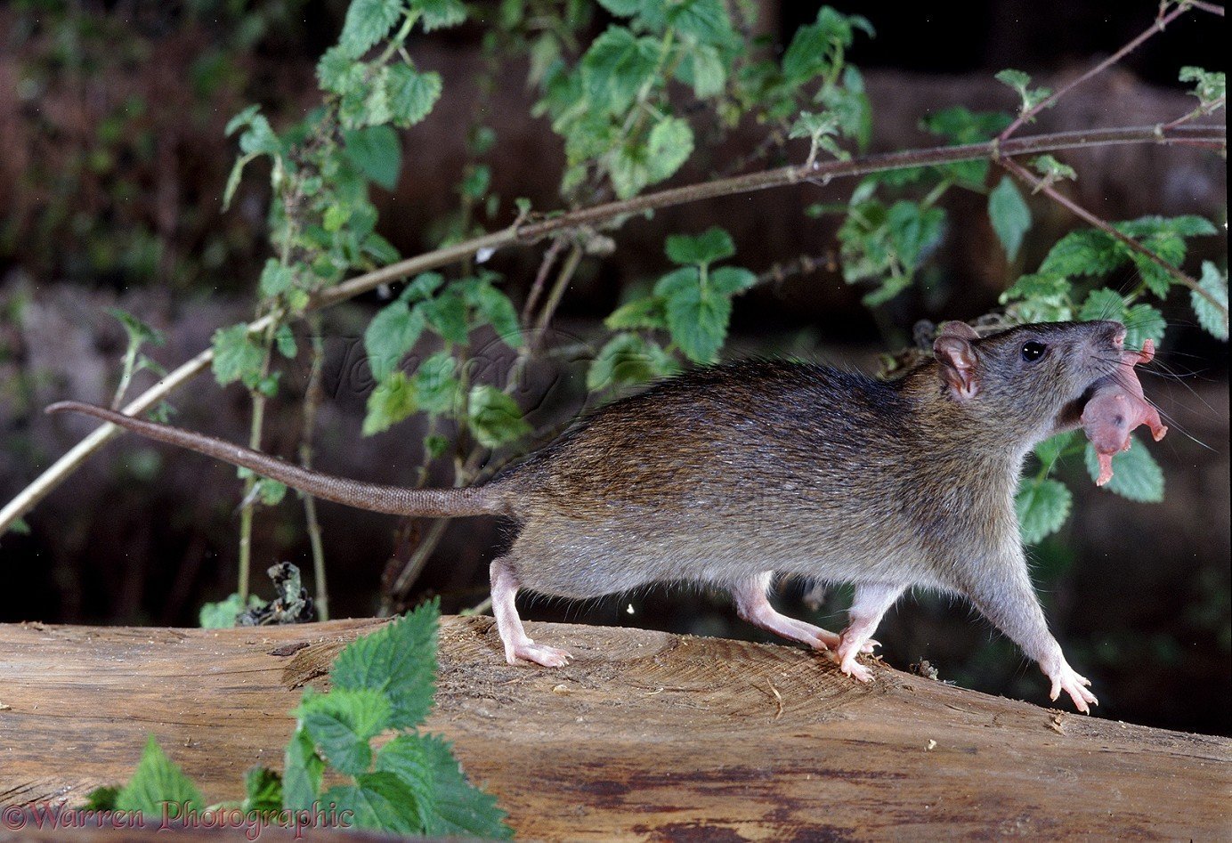 В дикой природе мыши с альбинизмом. Крыса Пасюк дикий. Серая крыса Пасюк. Серая крыса Rattus norvegicus. Серая большая крыса Пасюк.