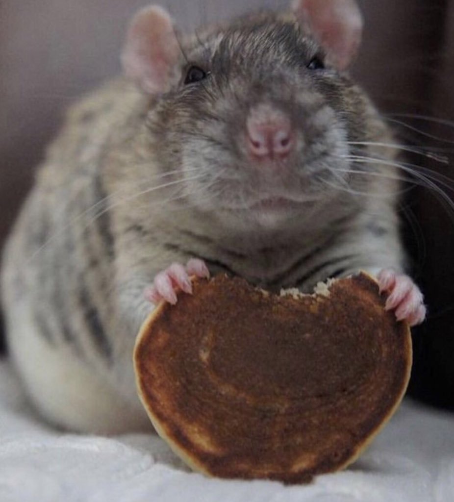 Жир мыши. Огромная мышь. Толстая мышь. Толстая крыса.