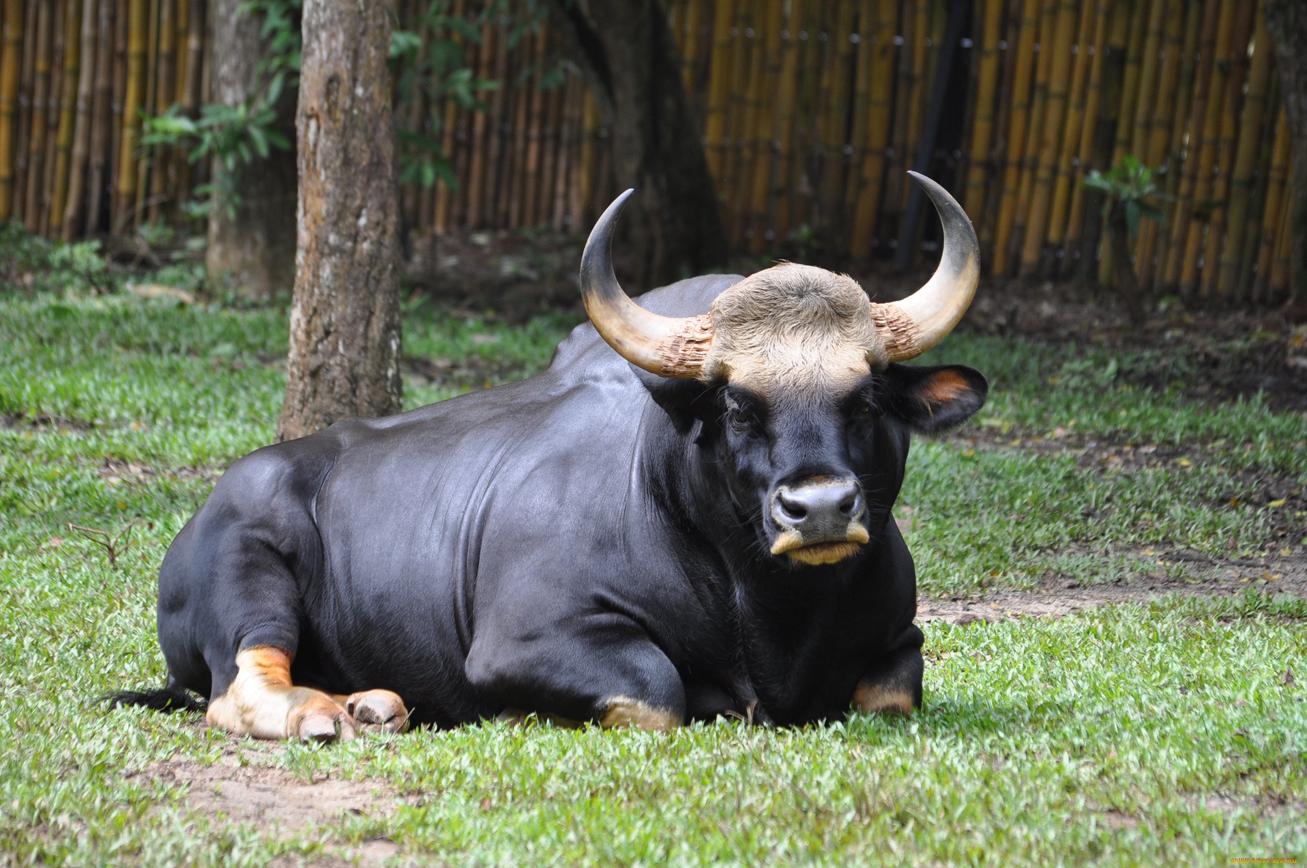 Бики б. Гаур бык. Индийский бык Гаур. Гаур Полорогие. Породы Быков Гаур.