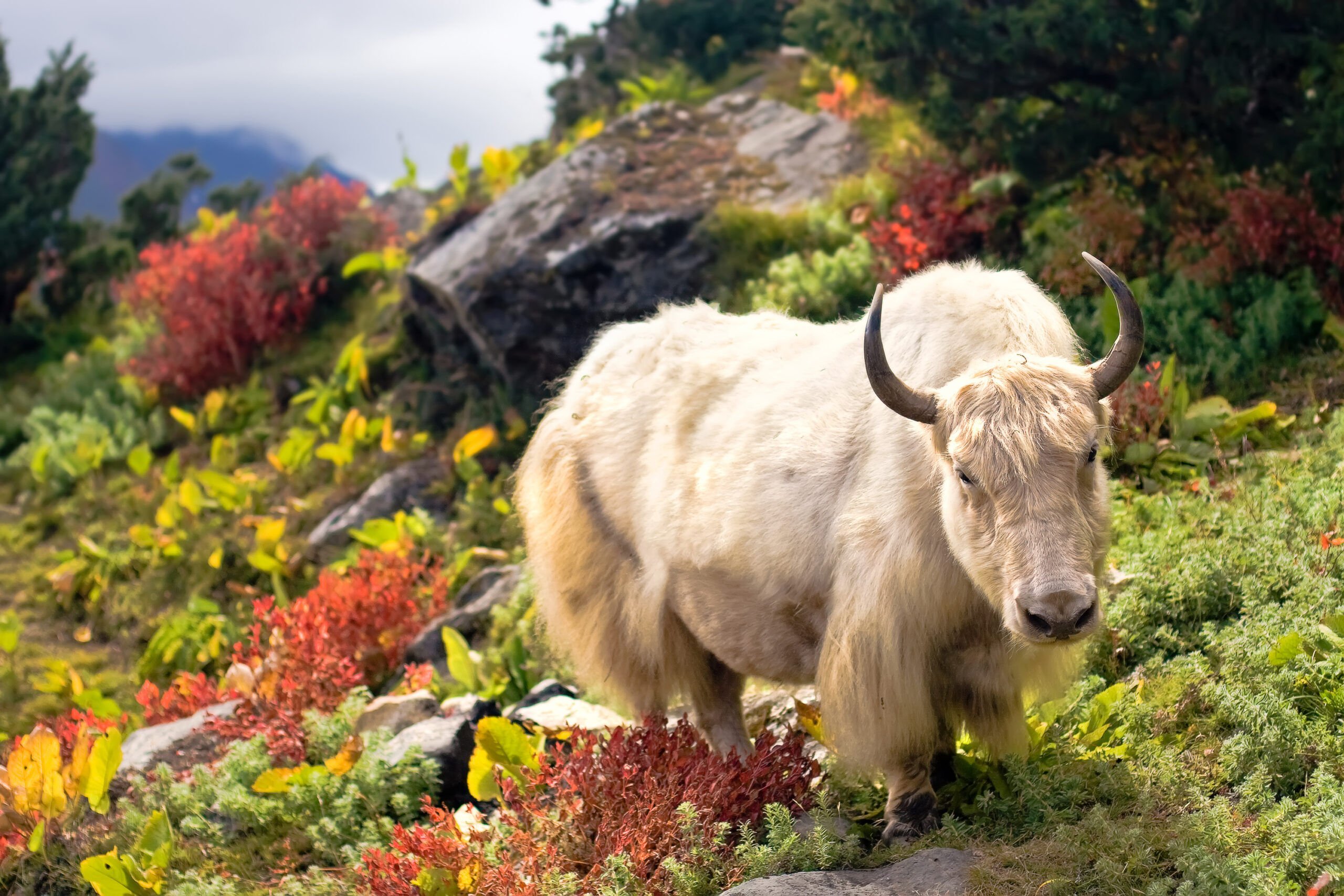 Білий як. Тибет яки. Гималайский як. Тибетский бык белый. Як в горах.