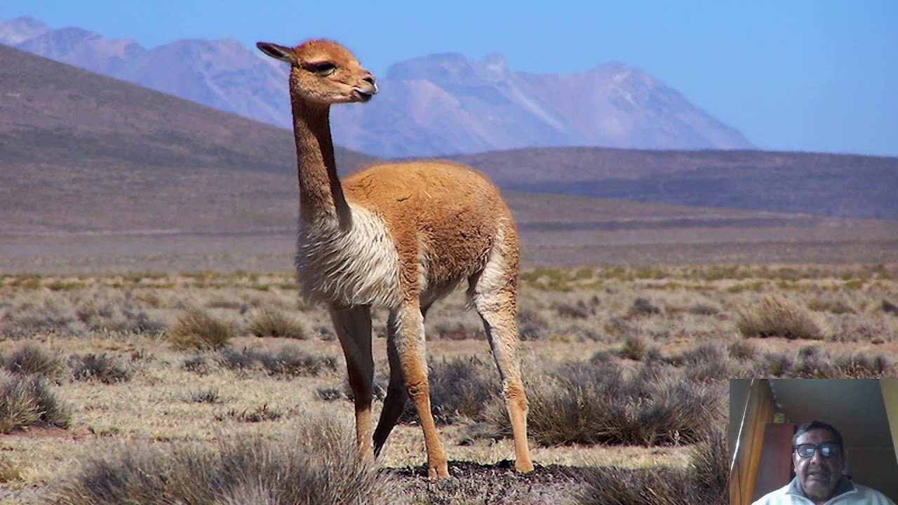 Какие животные обитают в пустынях и полупустынях. Лама Викунья. Викунья Южная Америка. Перуанская Викунья. Животные Викунья Южной Америки.
