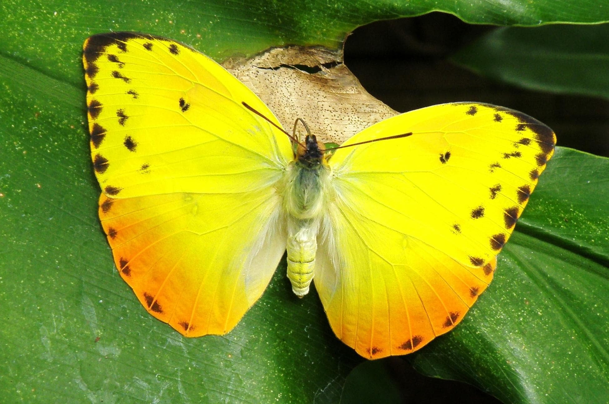 Бабочка с желтыми крыльями. Бабочка лимонница. Лимонница крушинница. Лимонница обыкновенная. Лимонница бабочка лимонница.
