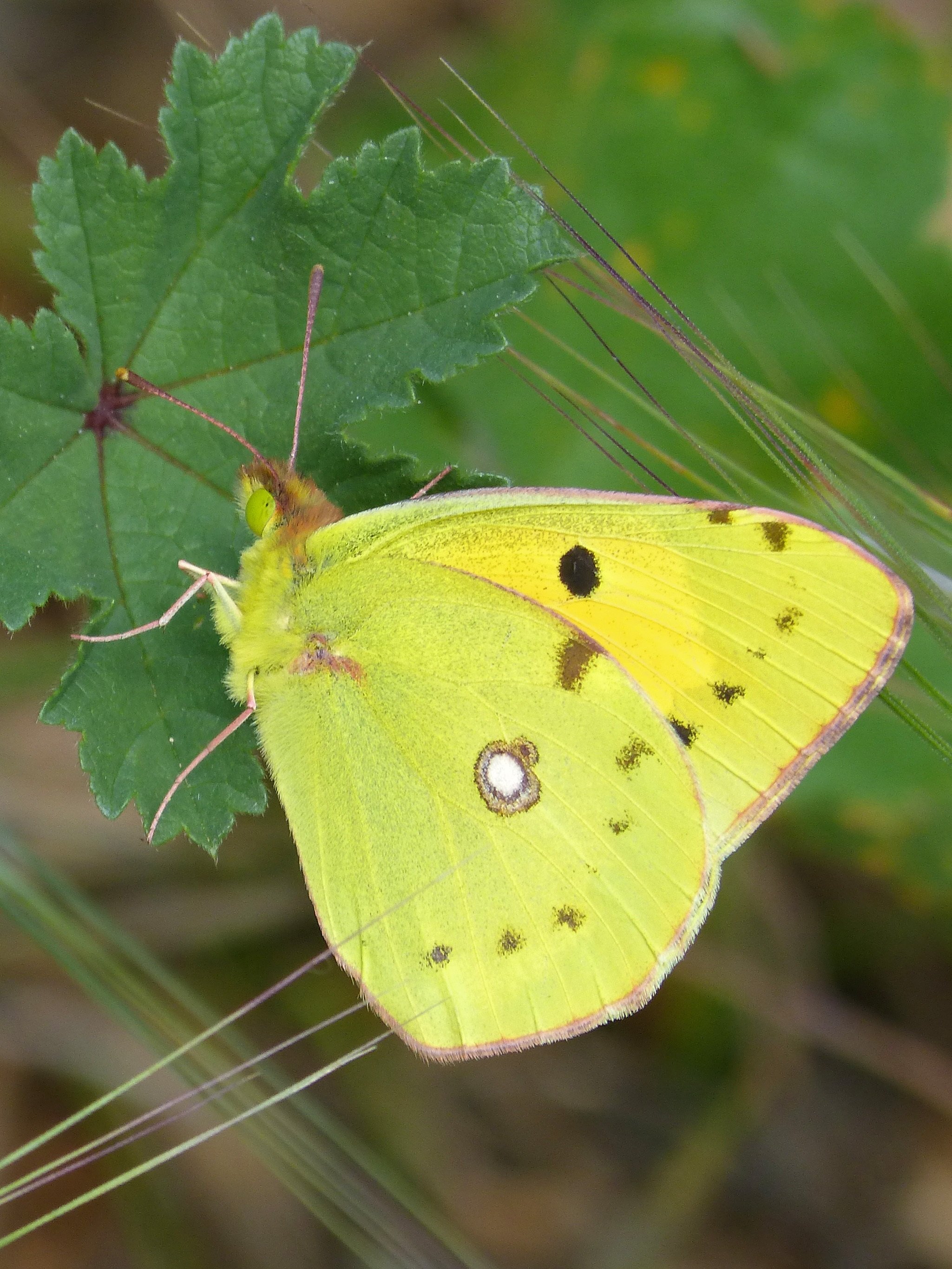 Желто зеленая бабочка