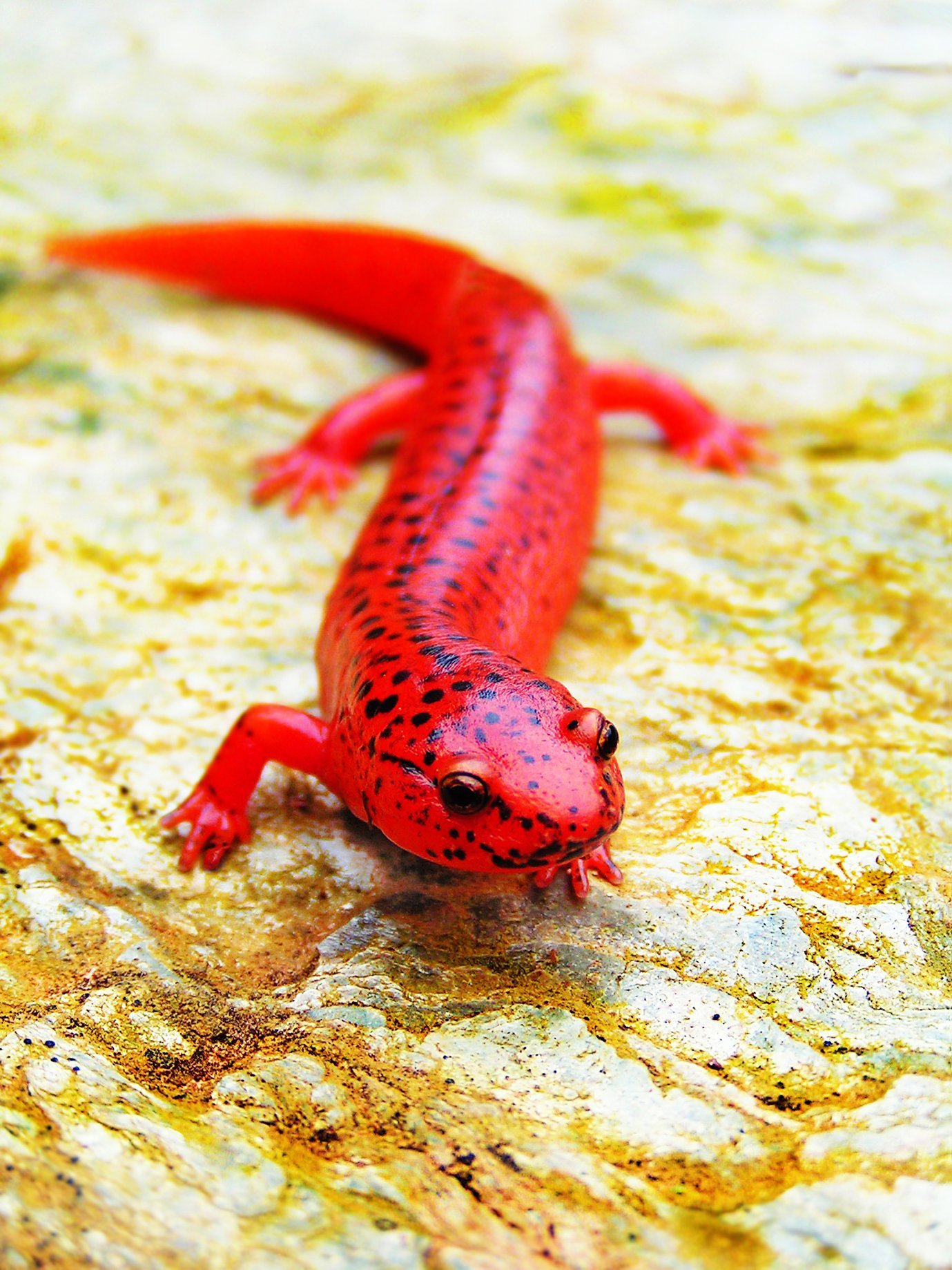 Красная рептилия. Тритон Огненная саламандра. Саламандра земноводное. Тритоны и Саламандры. Личинка огненной Саламандры.