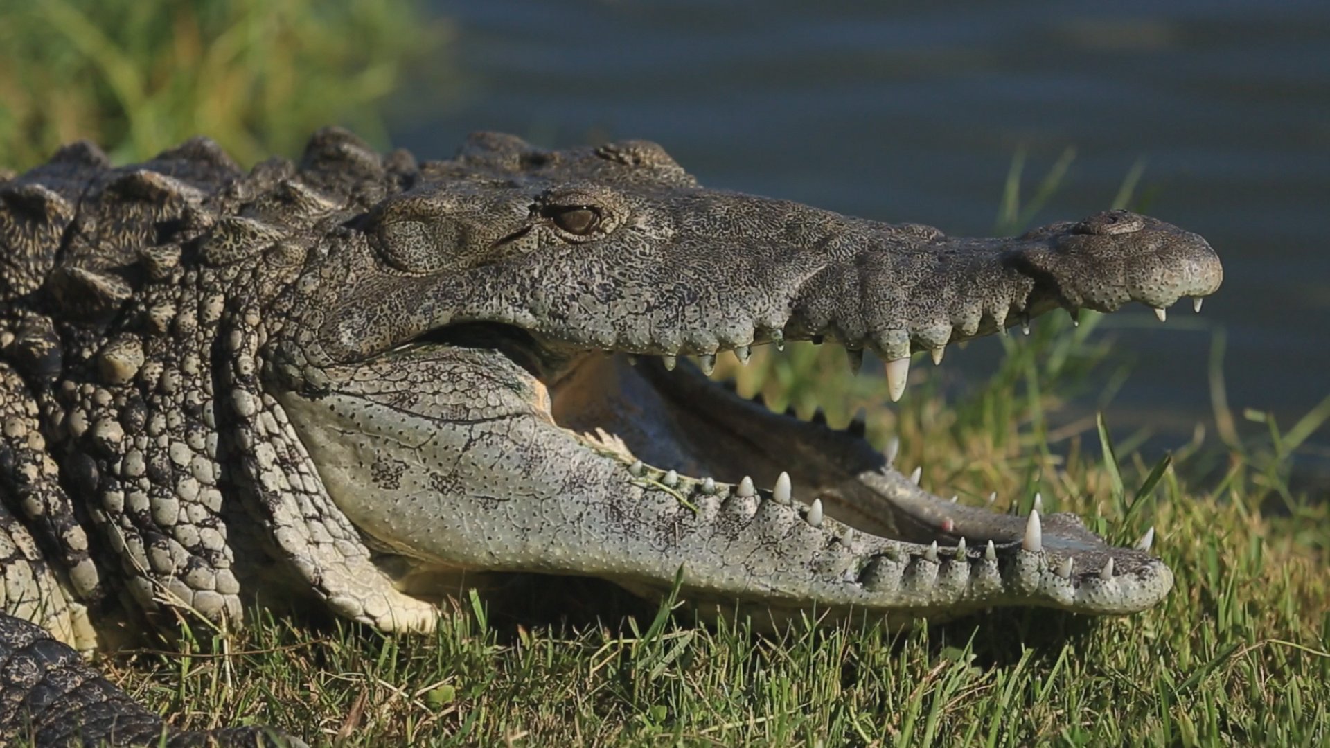 Крокодилы и лягушки какие животные. Американский острорылый крокодил. Миссисипский Аллигатор. Крокодилы Аллигаторы кайманы и гавиалы. Пресмыкающиеся отряд крокодилы.