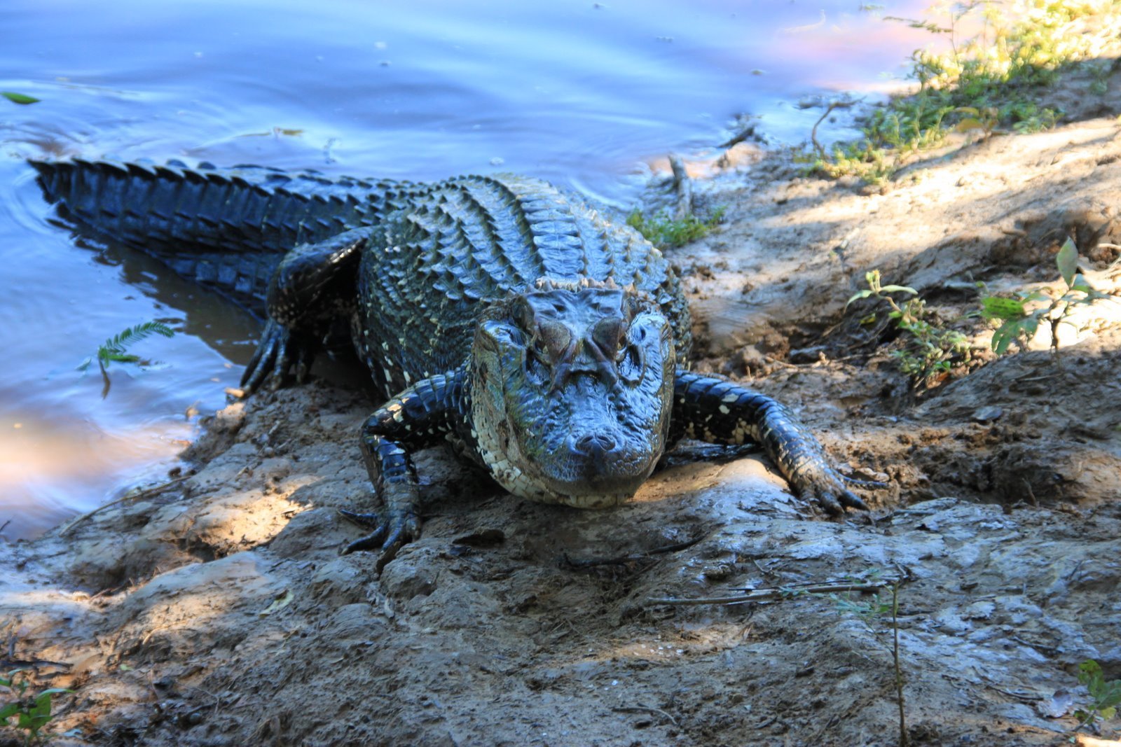 Крокодил самый опасный речной. Черный Кайман крокодил. Амазонский крокодил Кайман. Чёрный Кайман (Black Caiman). Кайман Южной Америки.